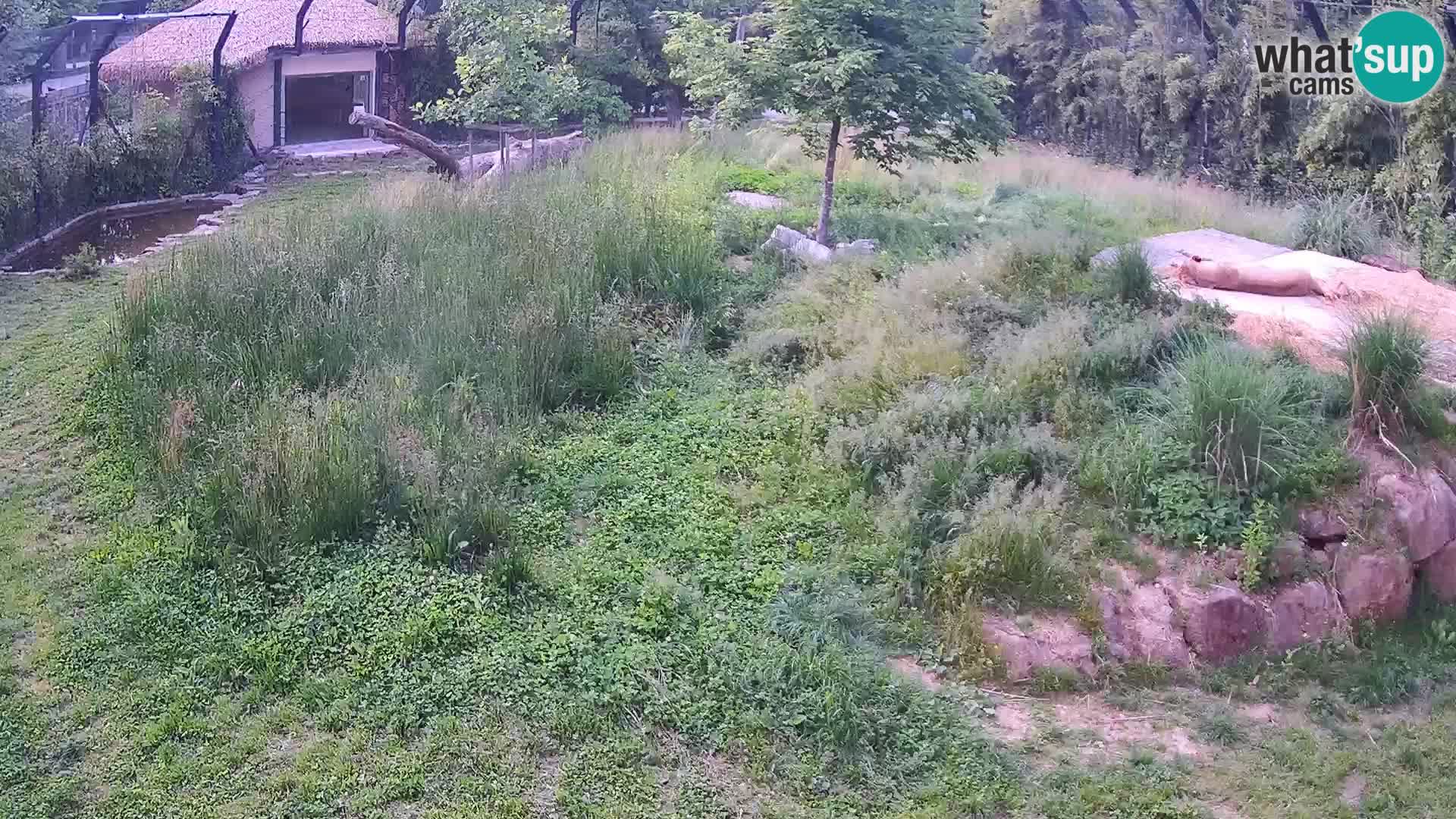 Ljubljana Zoo webcam Lion