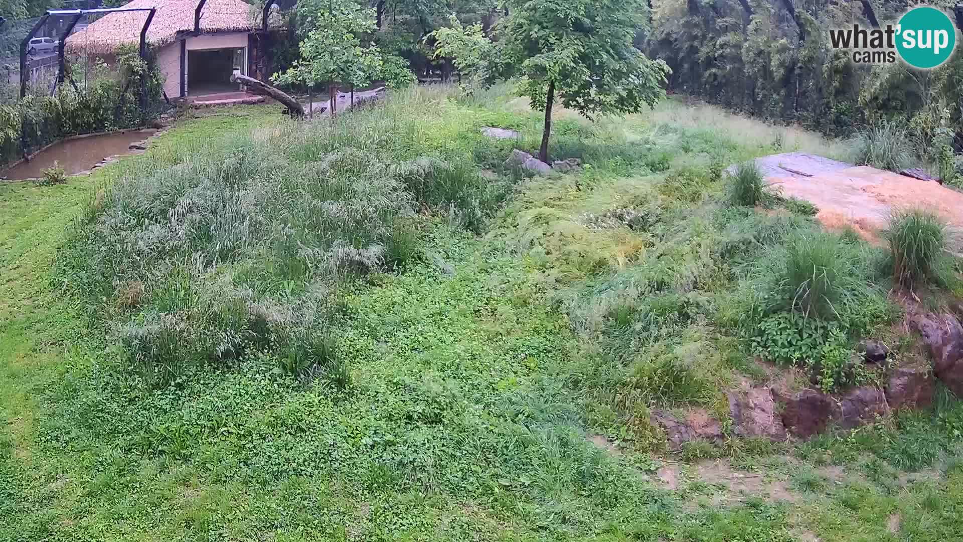 Live Ljubljana Zoo webcam Lion