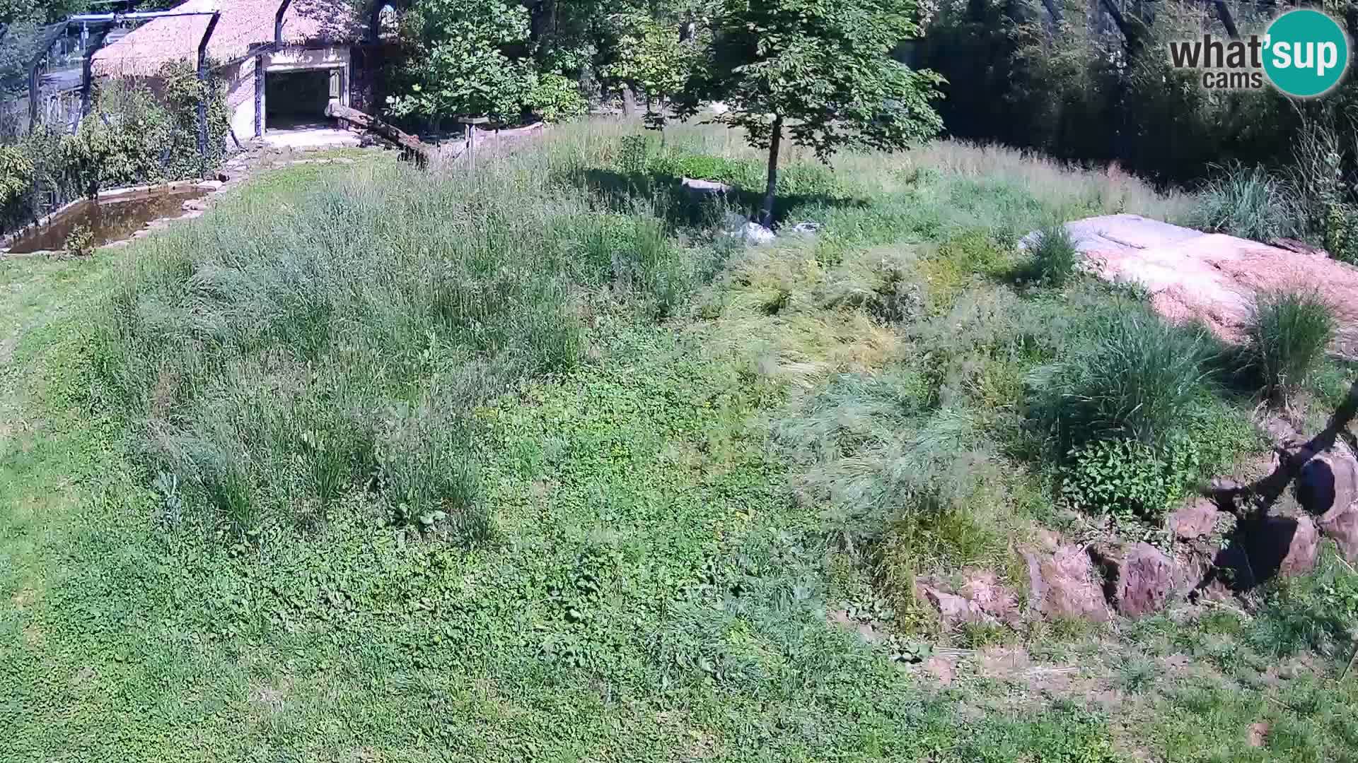 Zoo Ljubljana web kamera Lavovi