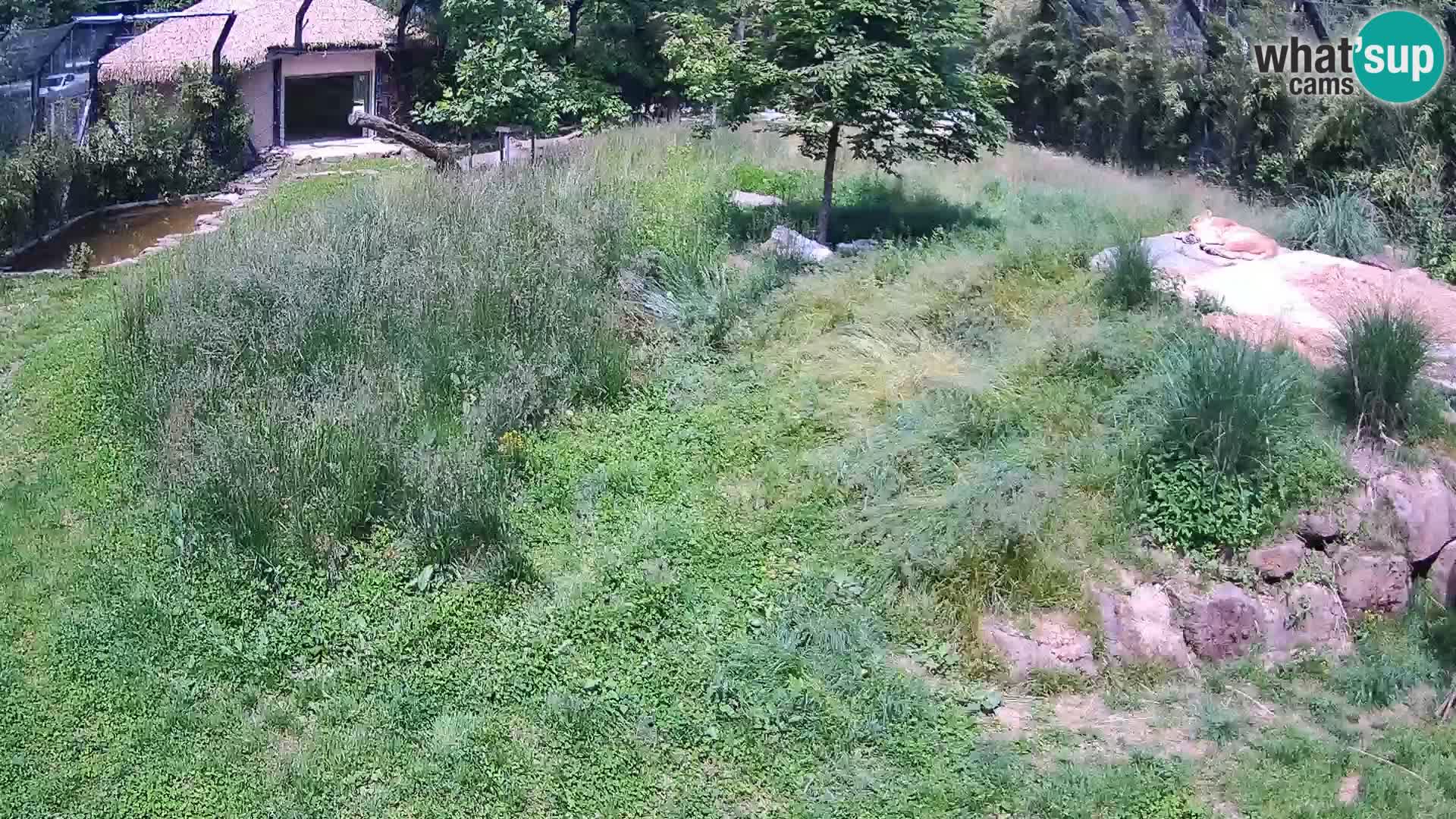 Zoo Ljubljana web kamera Lavovi