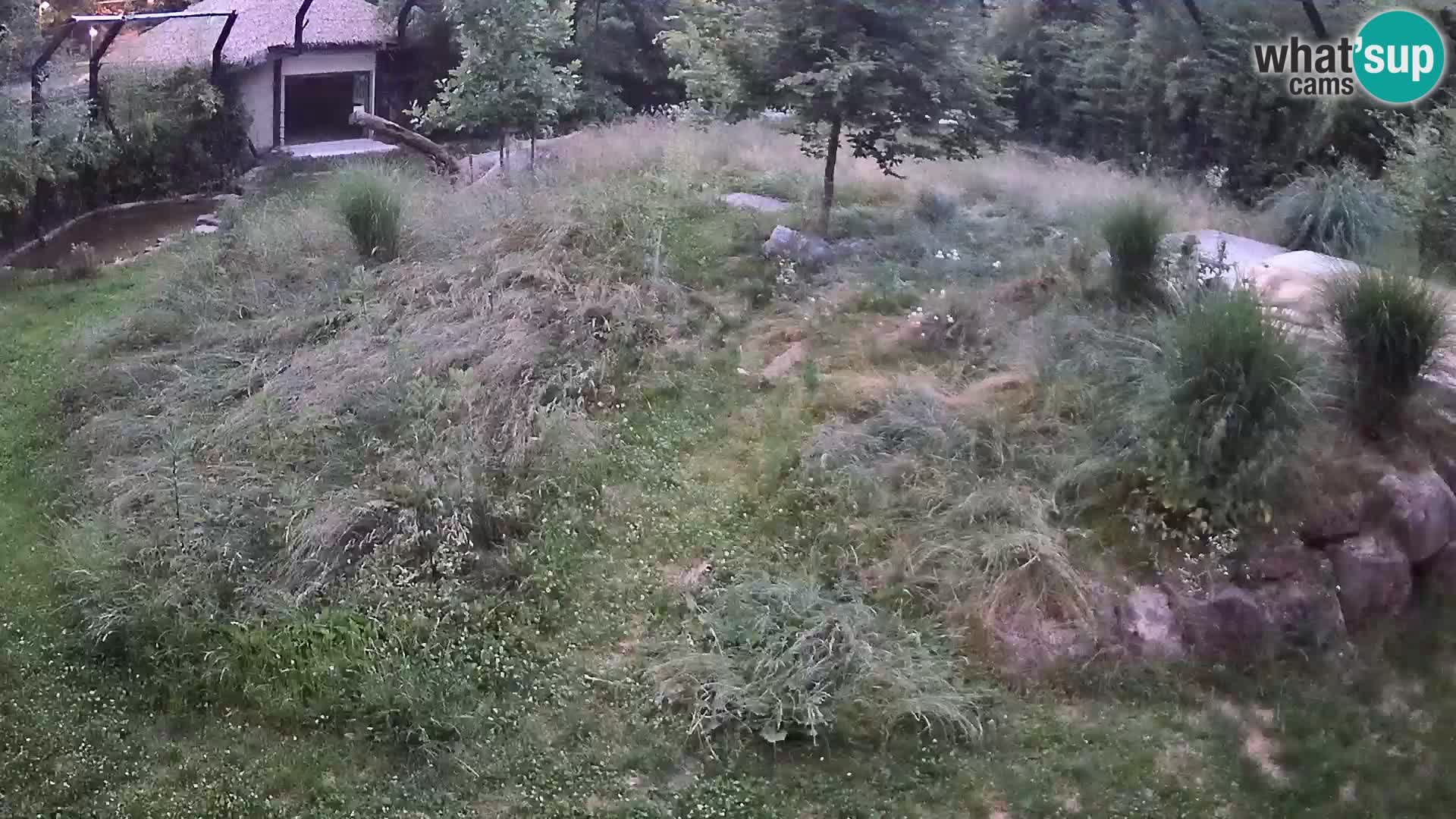 Živalski vrt Ljubljana kamera v živo Levi