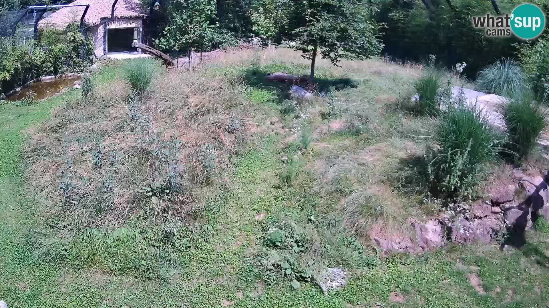 Zoo Ljubljana camera en vivo Leones