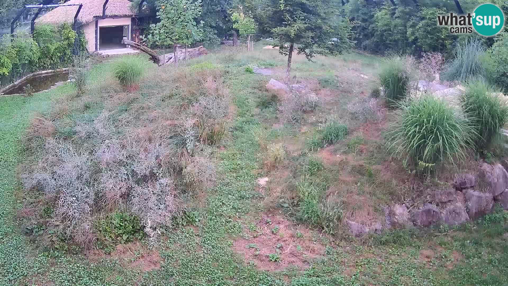 Ljubljana Zoo webcam Lion