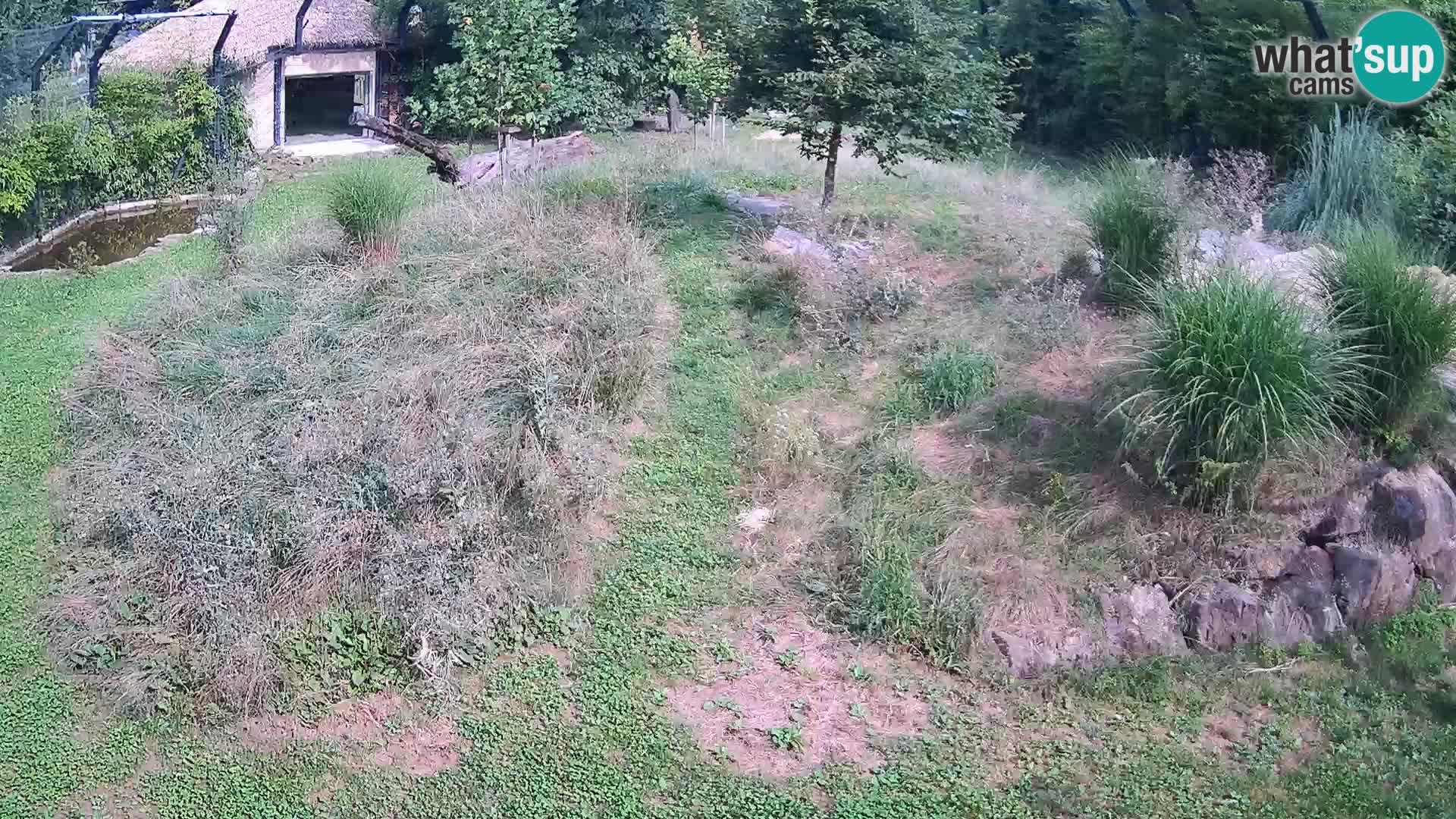 Live Ljubljana Zoo webcam Lion