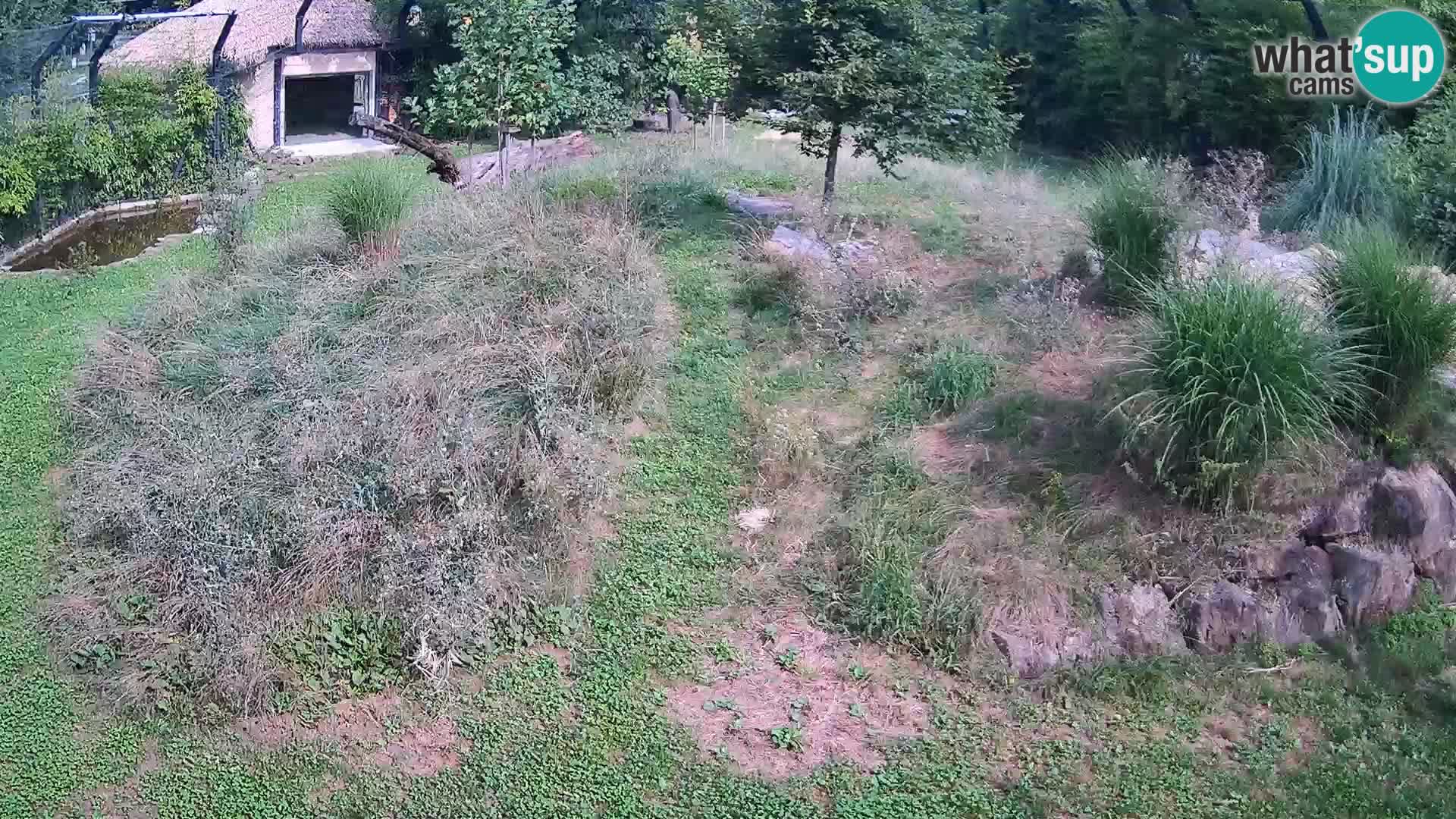 Ljubljana Zoo webcam Lion