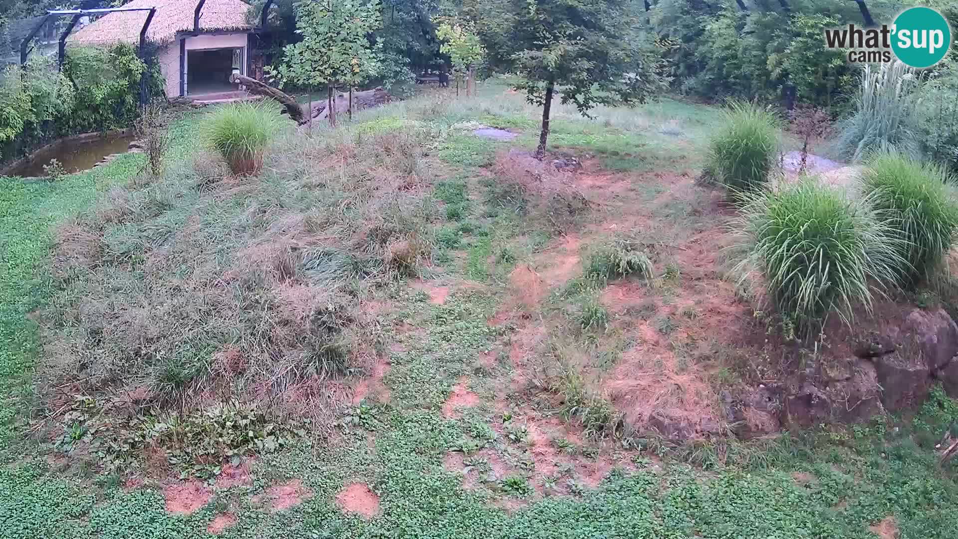 Live Ljubljana Zoo webcam Lion