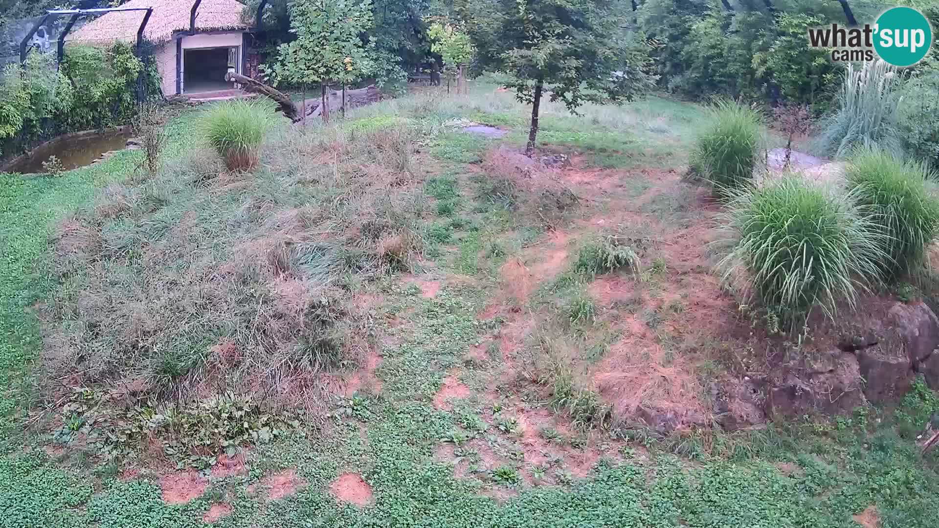 Ljubljana Zoo webcam Lion