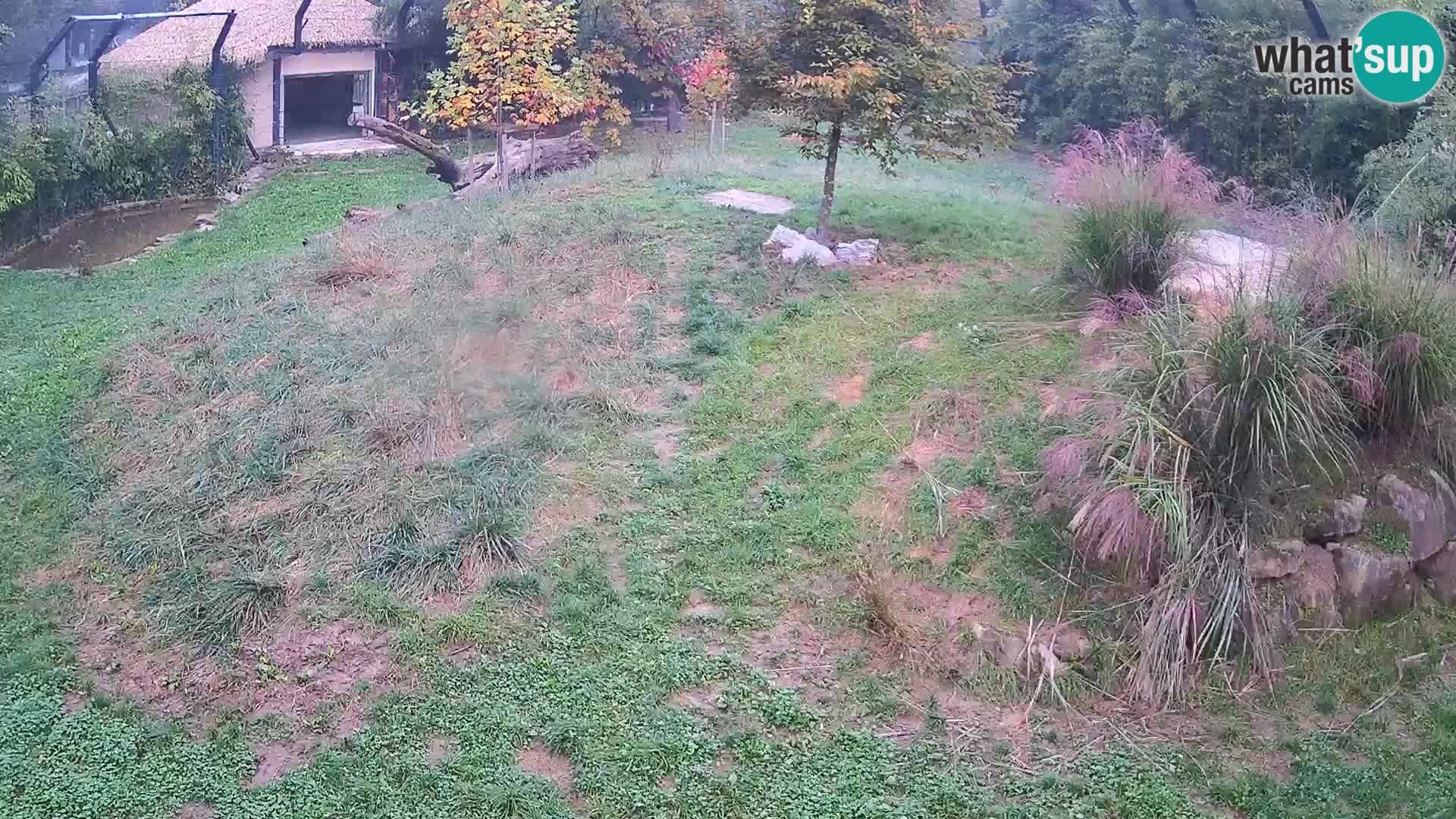 Zoo Ljubljana camera en vivo Leones