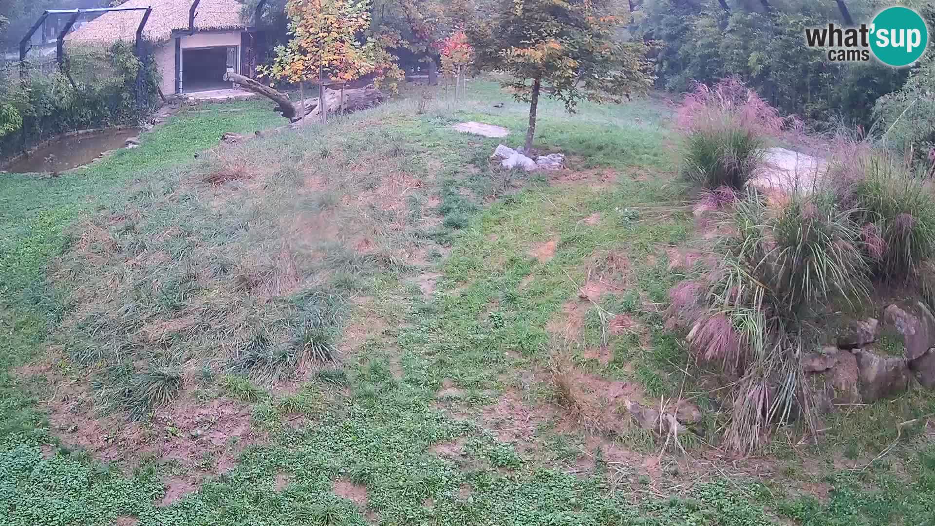 Live Ljubljana Zoo webcam Lion