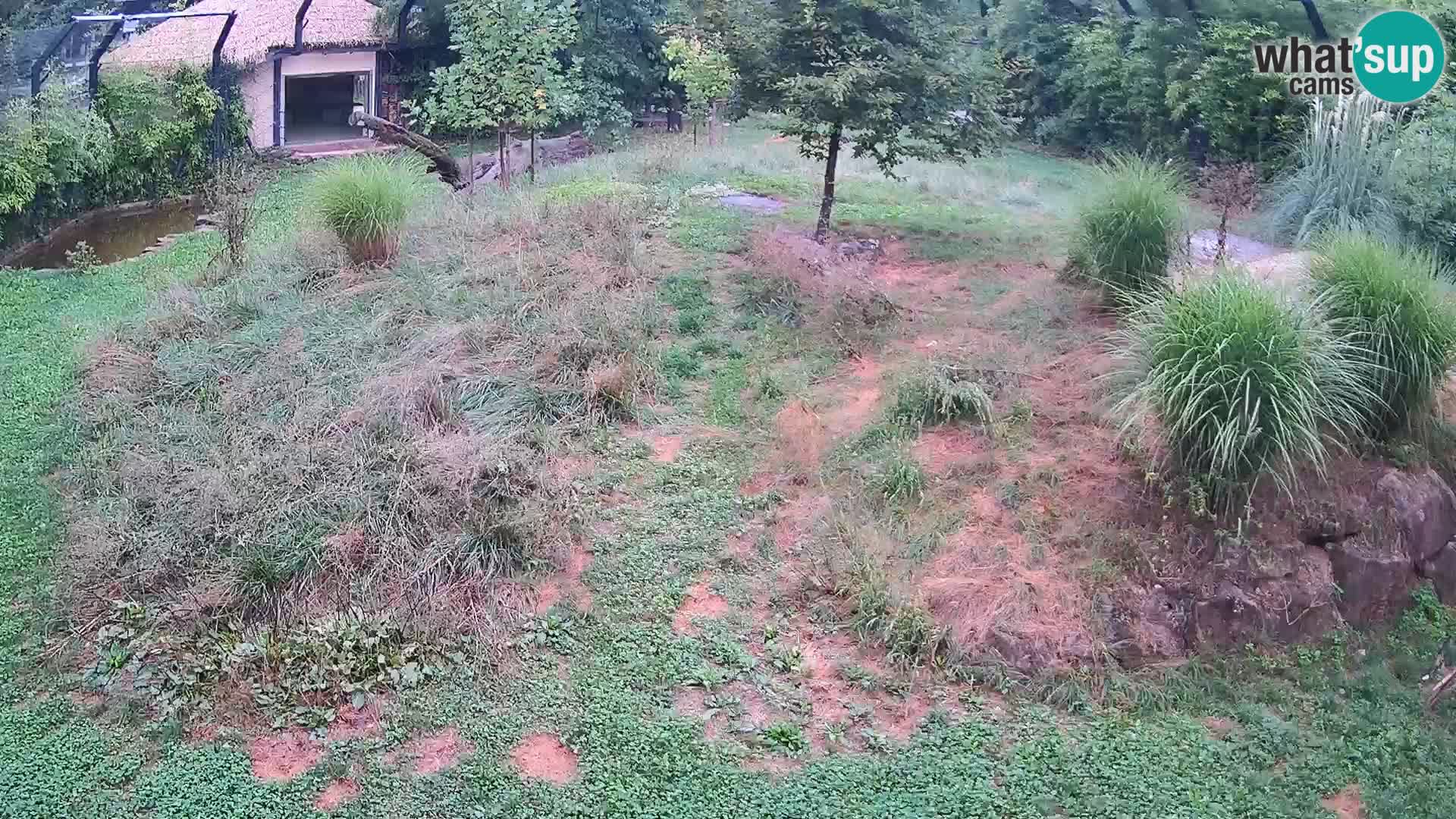 Live Ljubljana Zoo webcam Lion