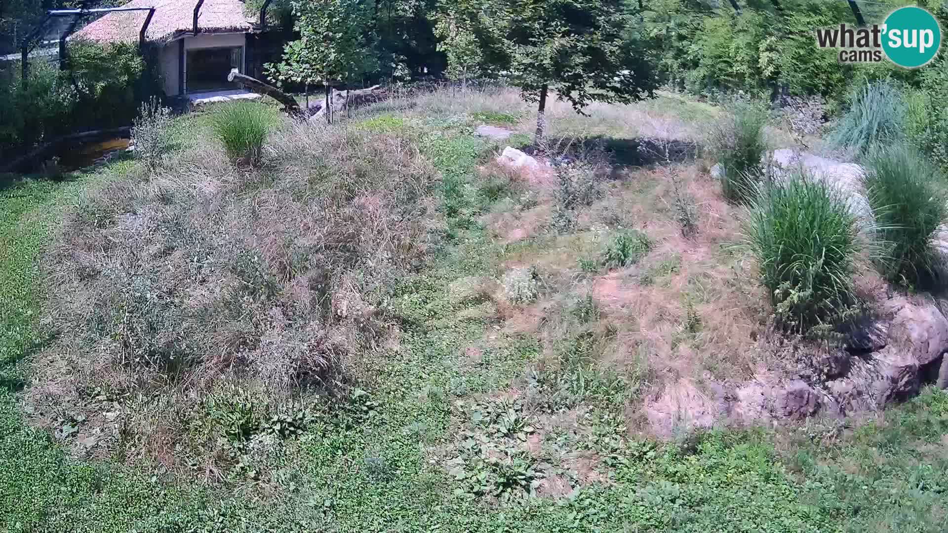 Ljubljana Zoo webcam Lion