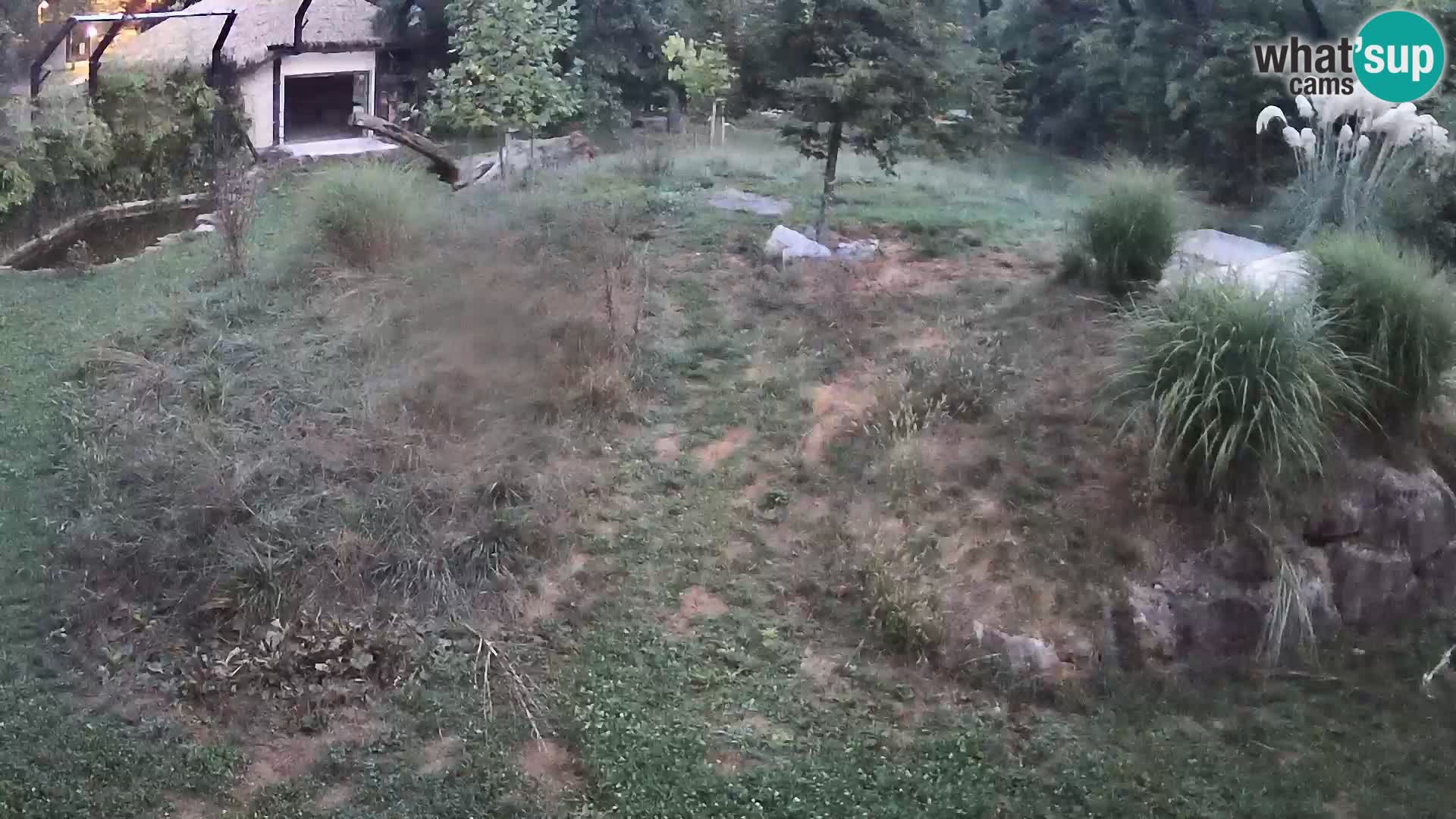 Live Ljubljana Zoo webcam Lion