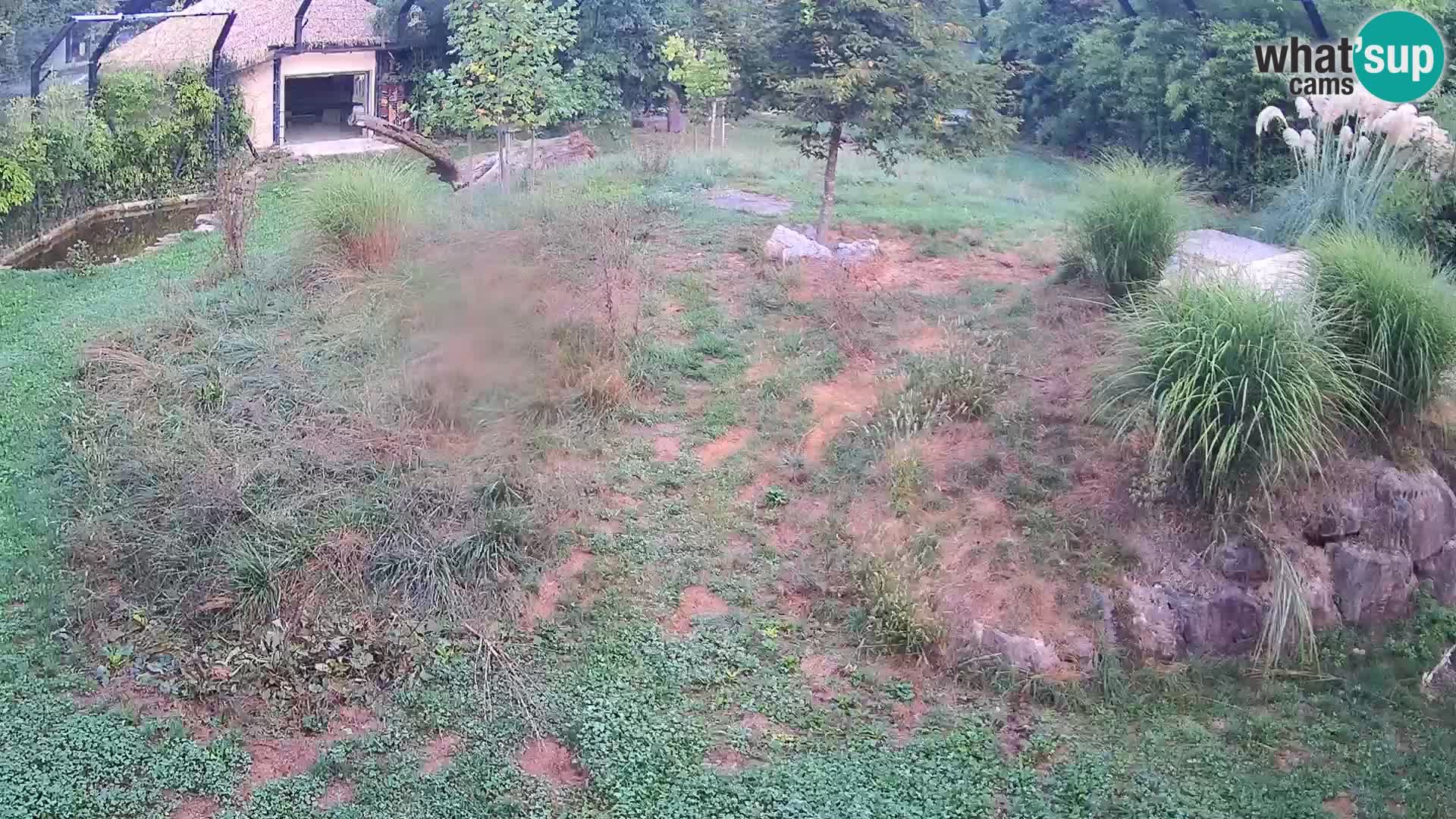 Live Ljubljana Zoo webcam Lion