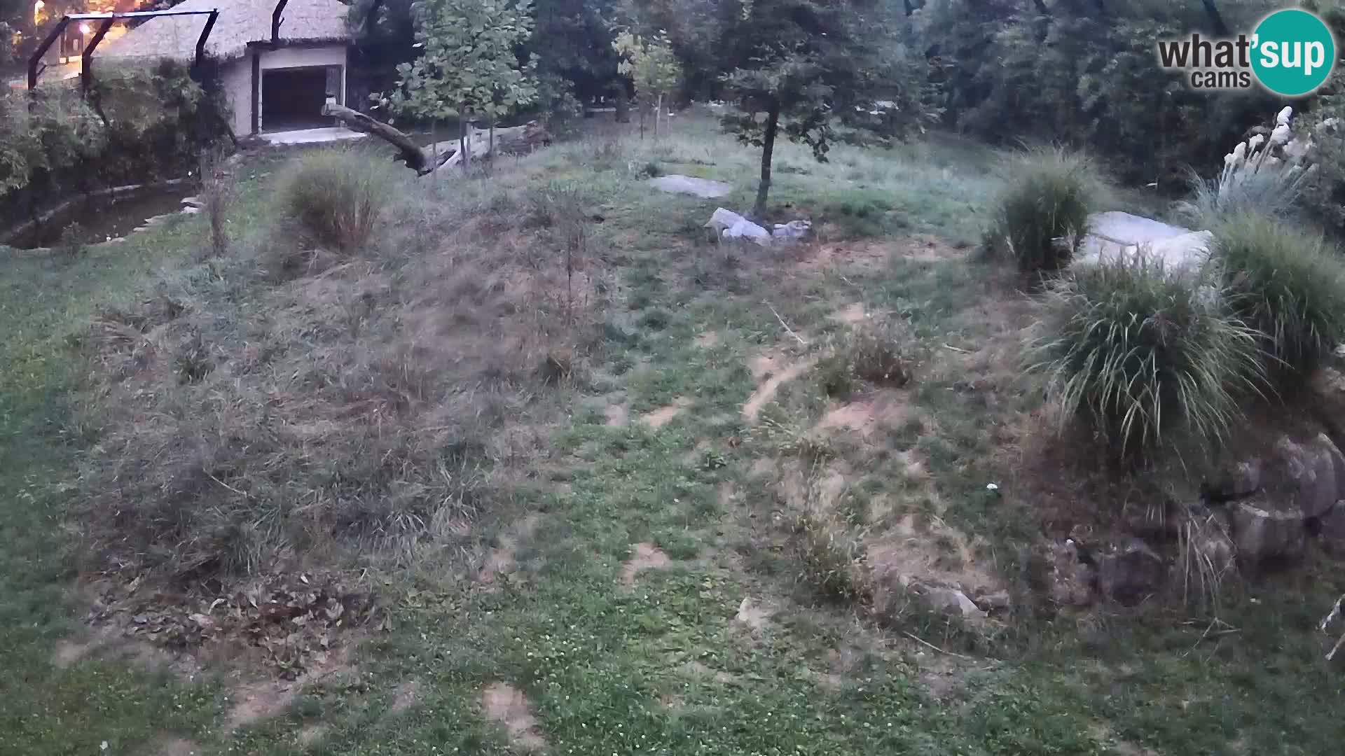 Live Ljubljana Zoo webcam Lion