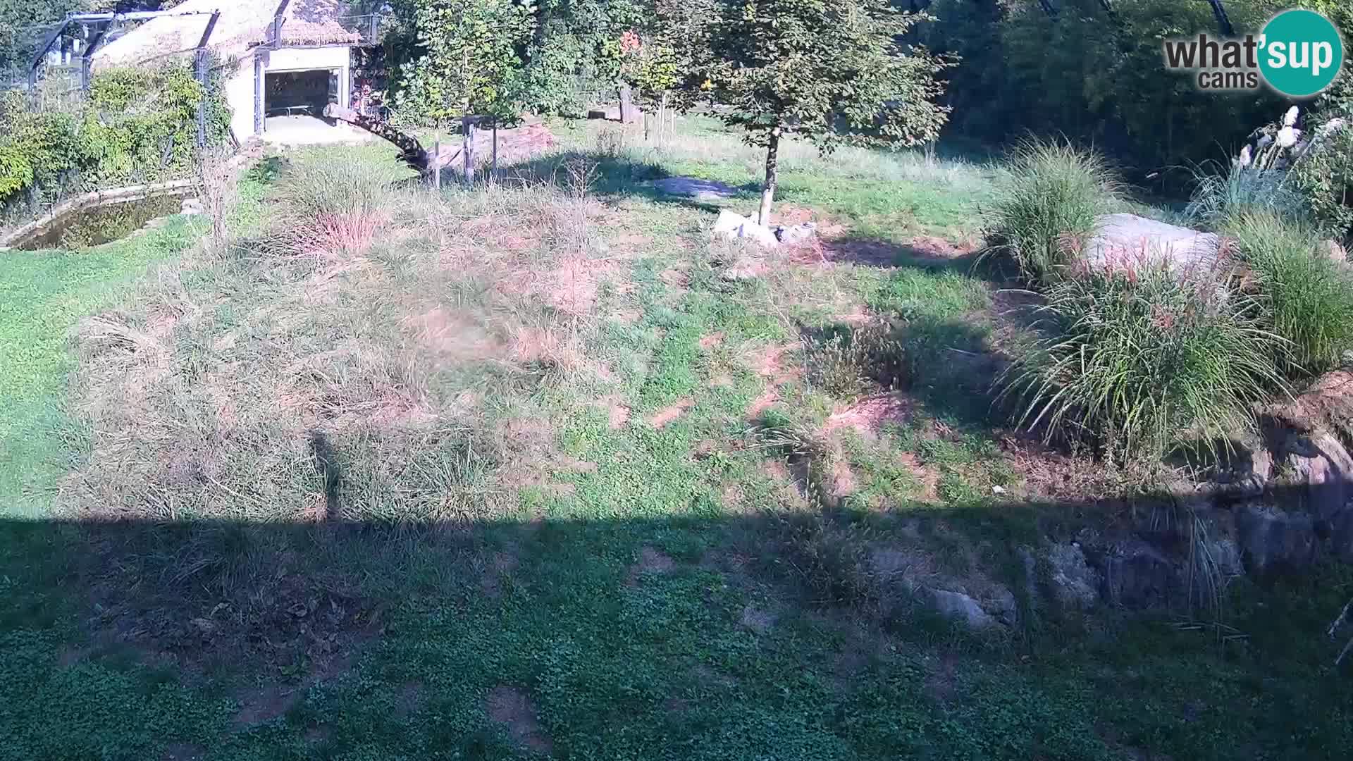 Zoo Ljubljana webcam Löwen