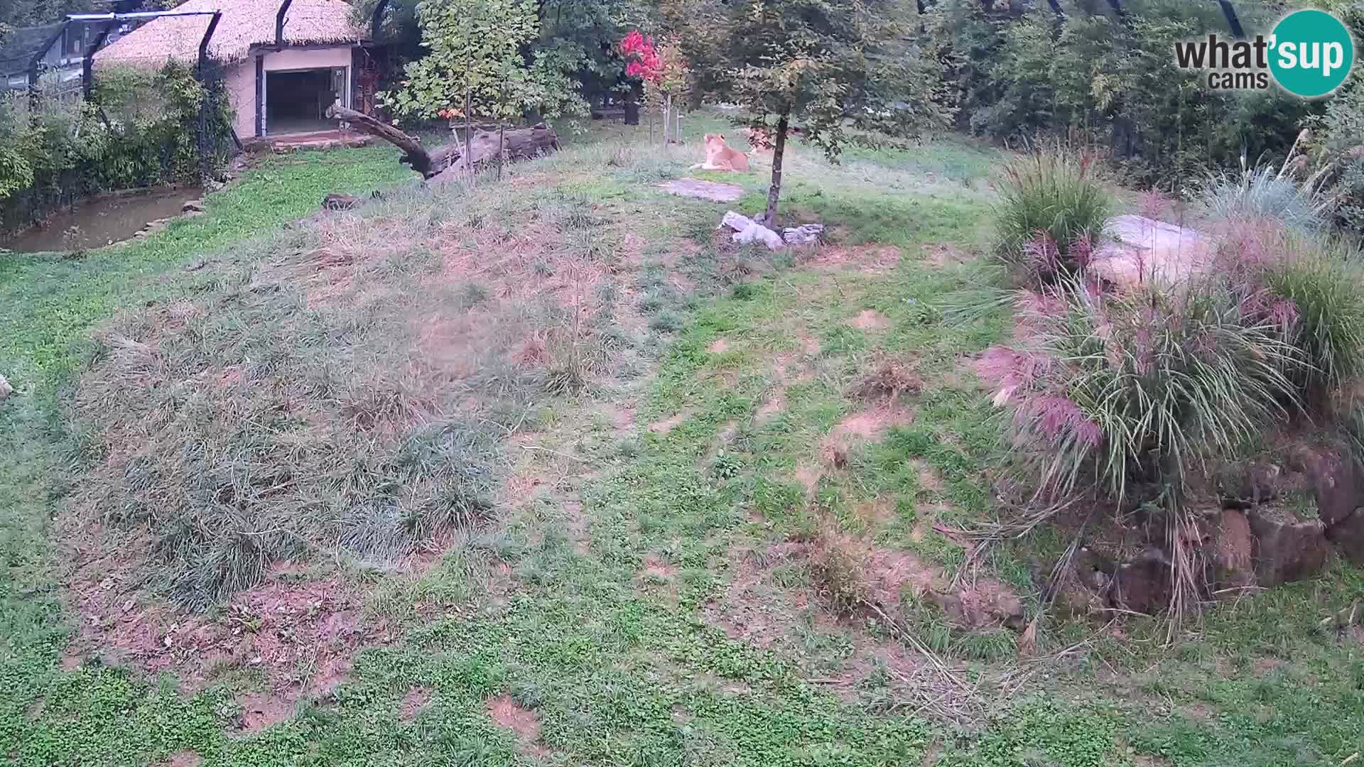 Live Ljubljana Zoo webcam Lion