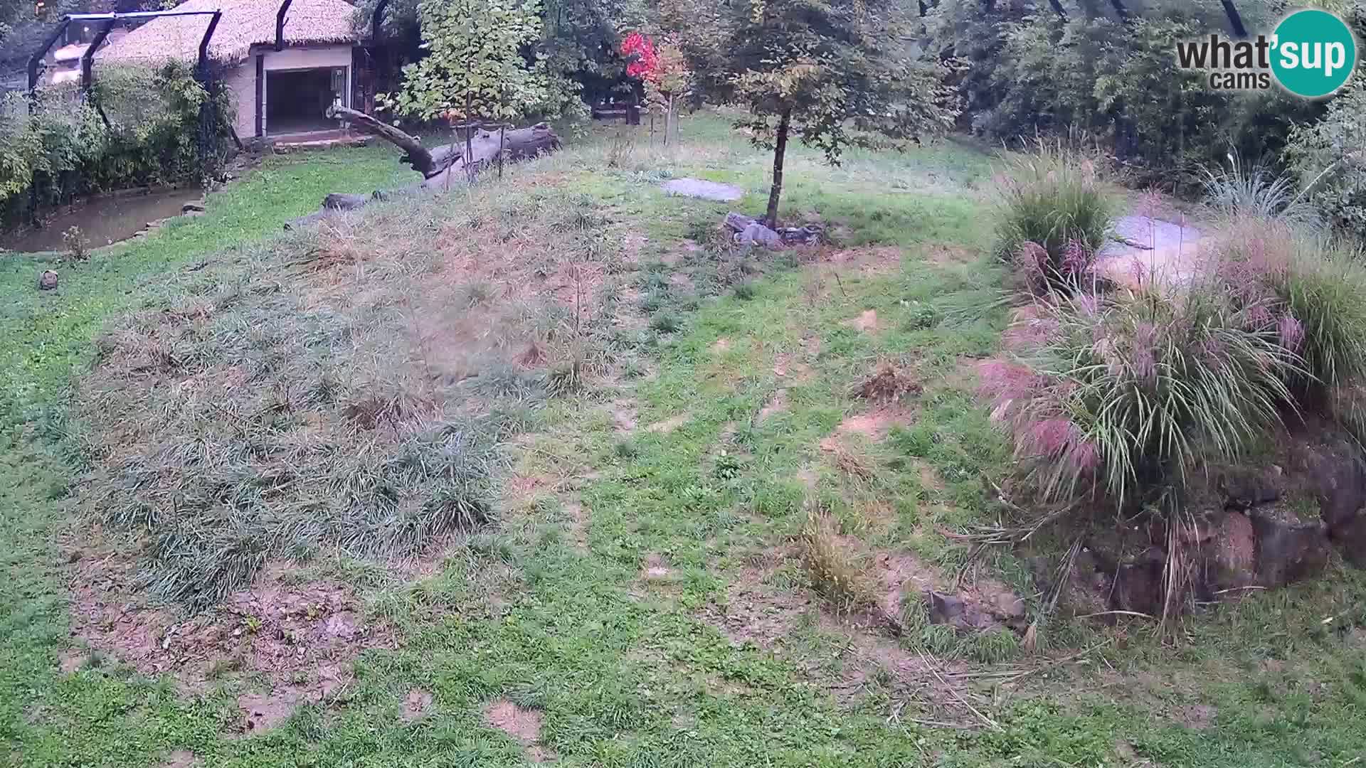 Live Ljubljana Zoo webcam Lion