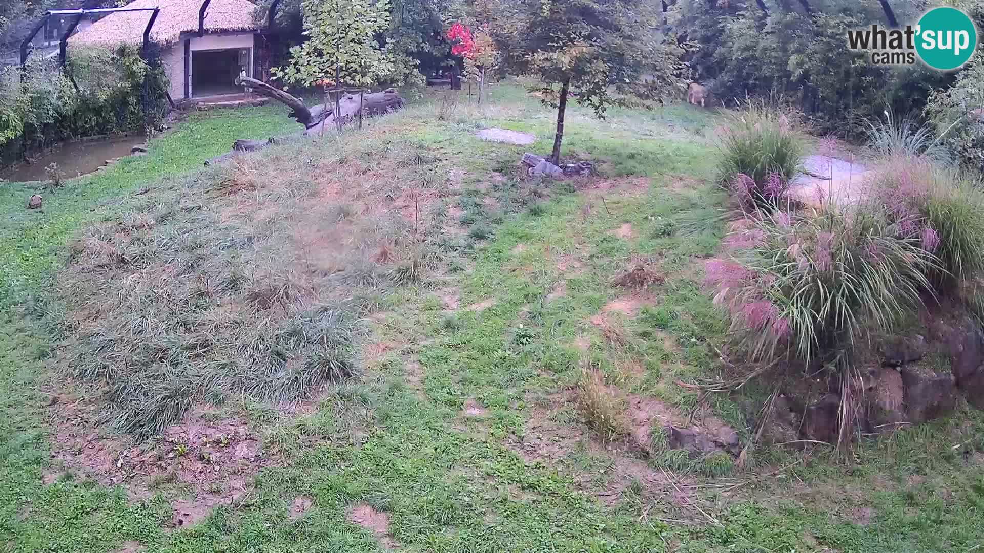 Zoo Ljubljana camera en vivo Leones