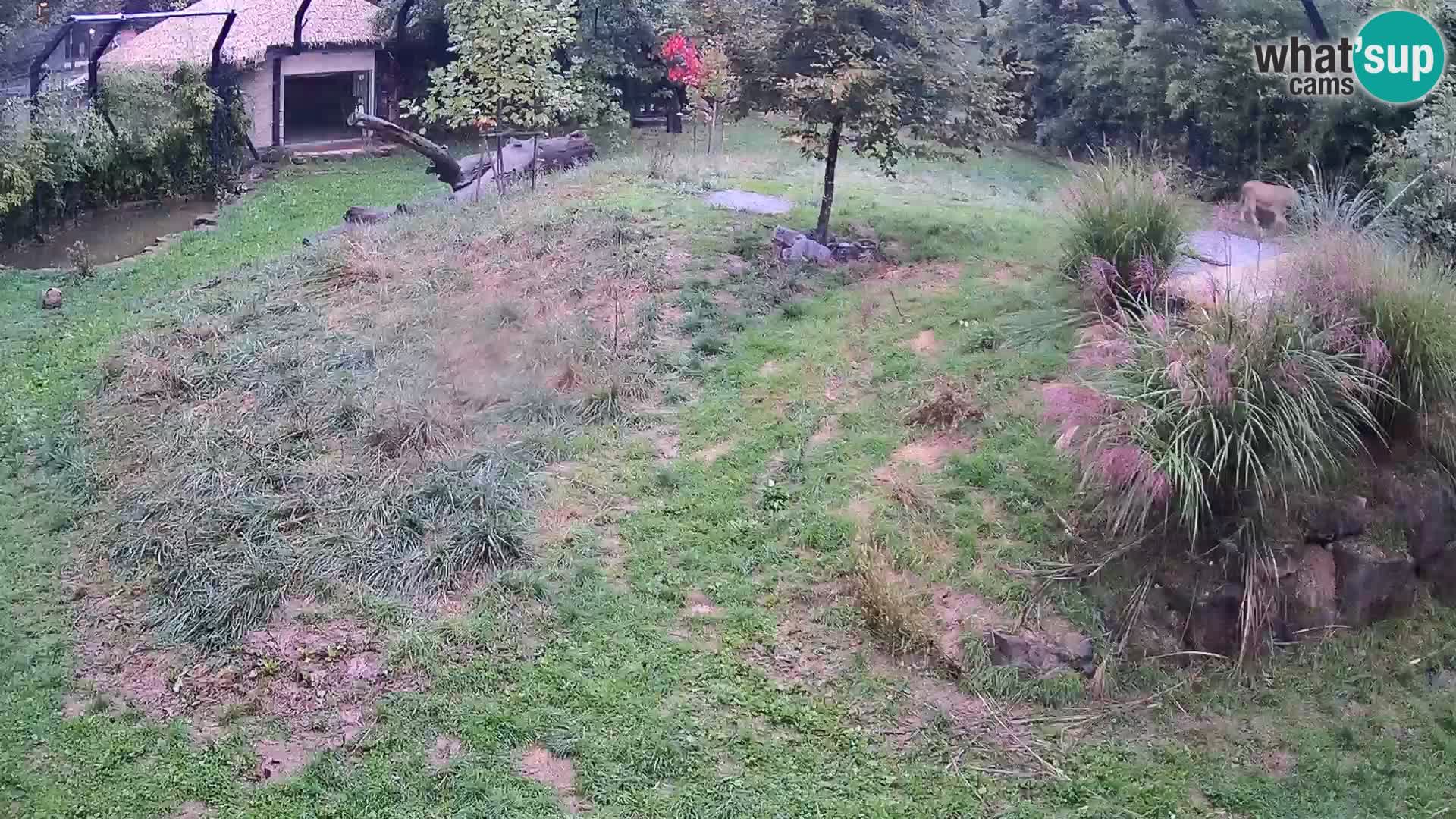 Live Ljubljana Zoo webcam Lion