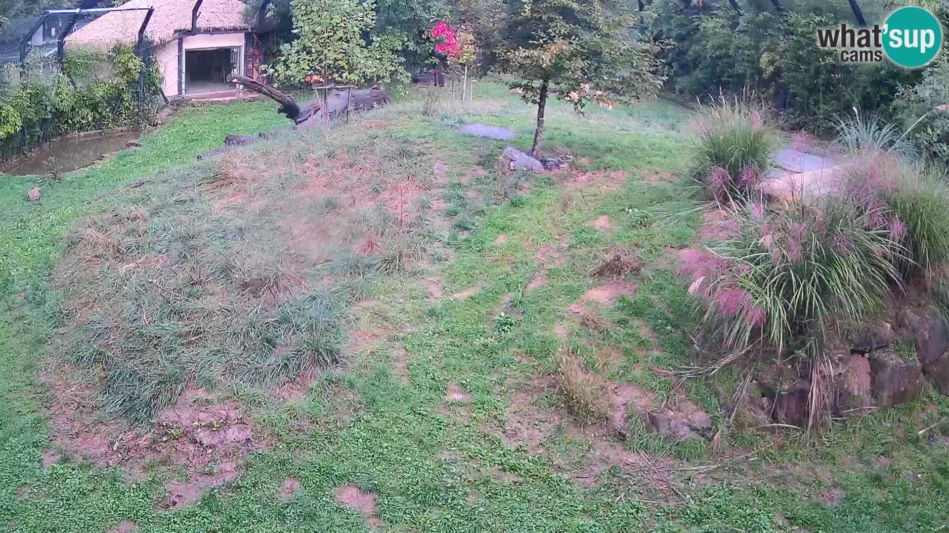 Zoo Ljubljana webcam Löwen