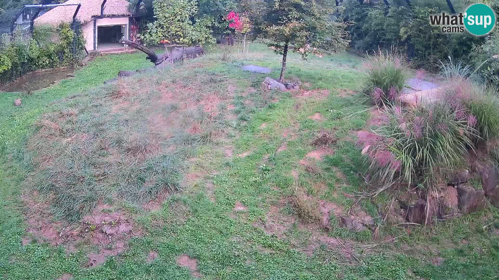 Ljubljana Zoo webcam Lion