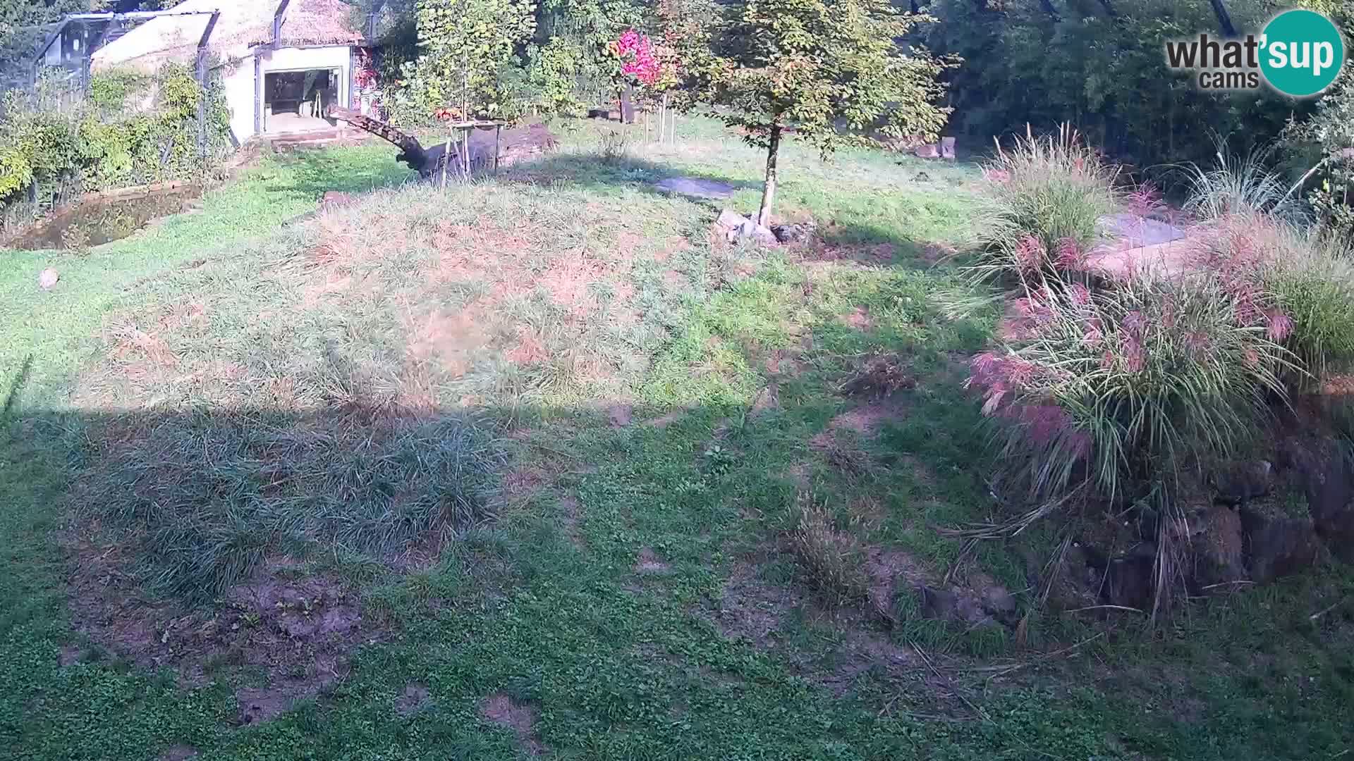 Ljubljana Zoo webcam Lion