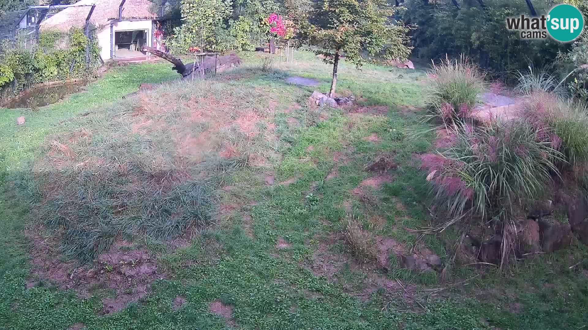 Ljubljana Zoo webcam Lion