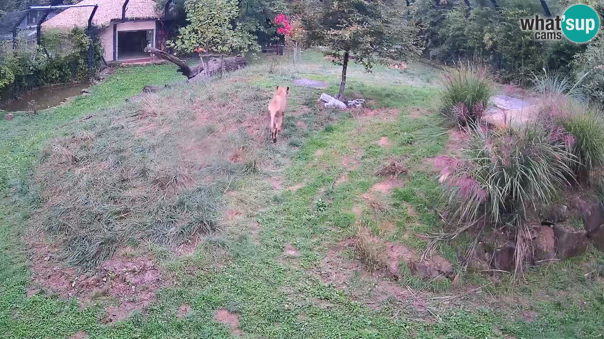 Live Ljubljana Zoo webcam Lion