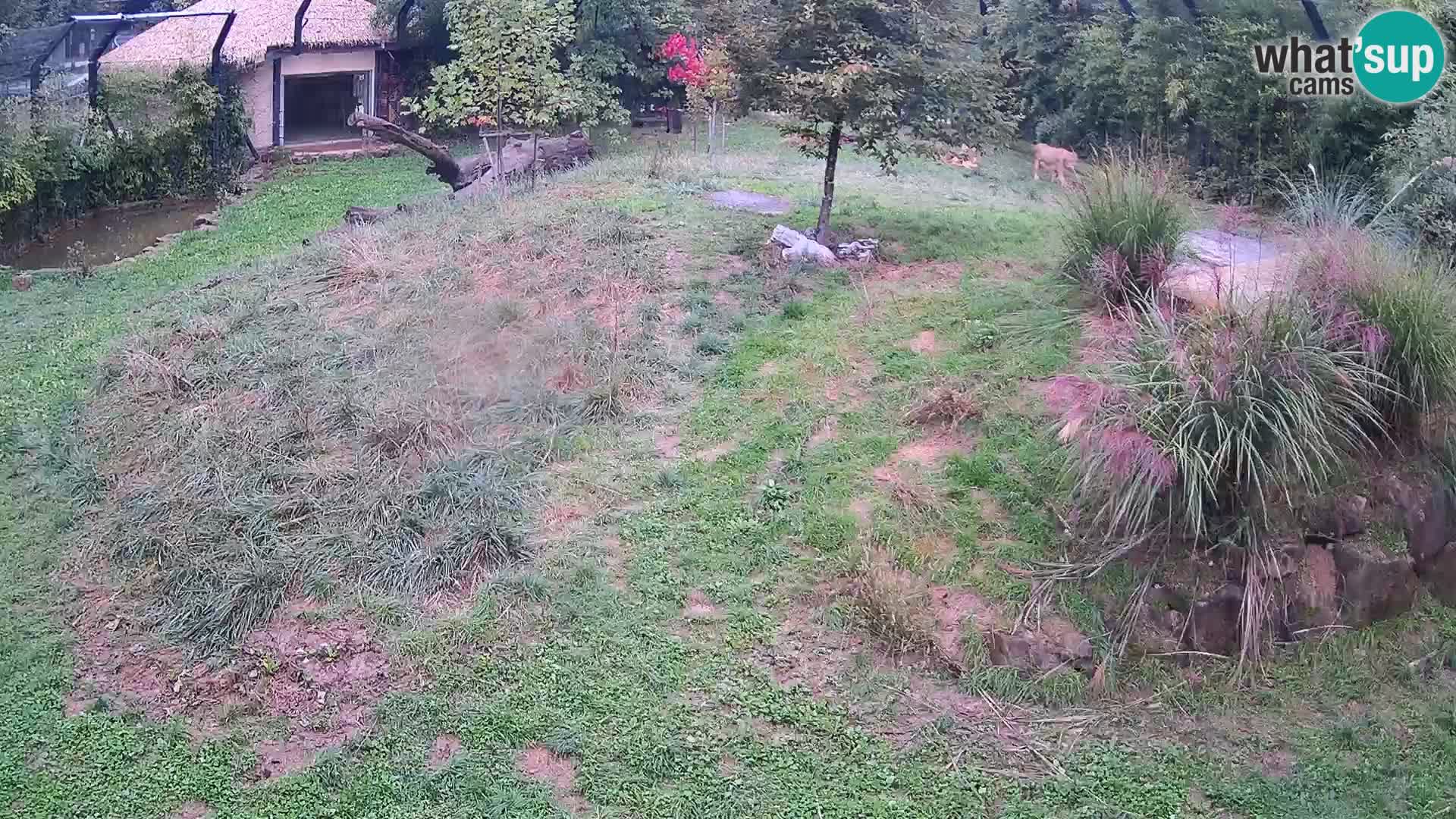 Zoo Ljubljana camera en vivo Leones