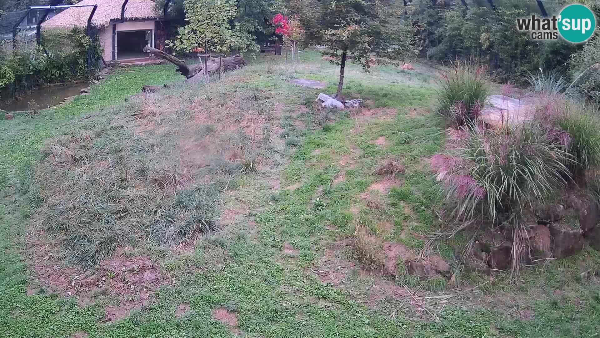 Ljubljana Zoo webcam Lion