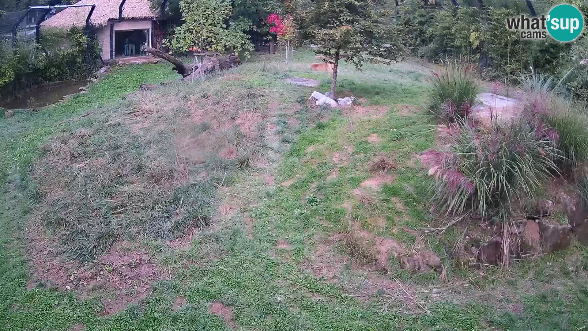 Zoo Ljubljana camera en vivo Leones