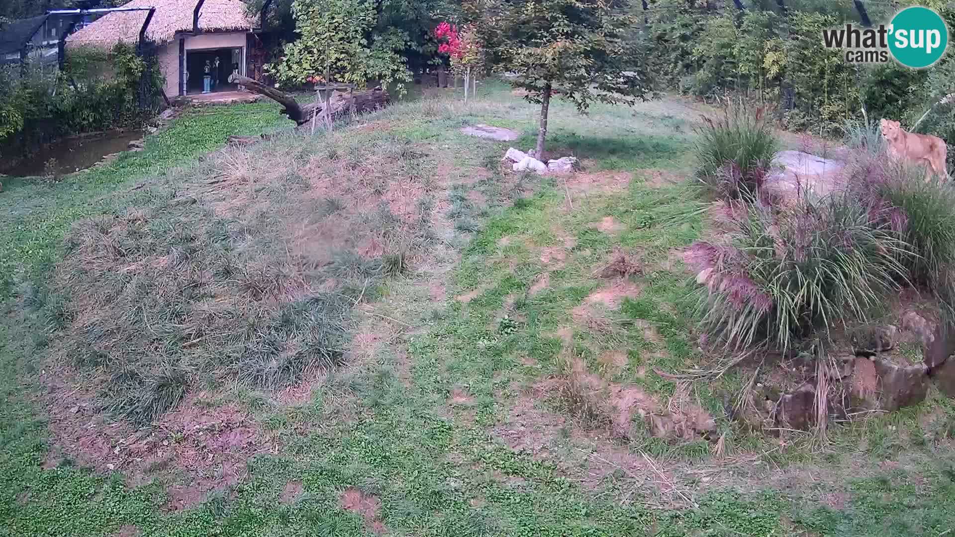 Live Ljubljana Zoo webcam Lion