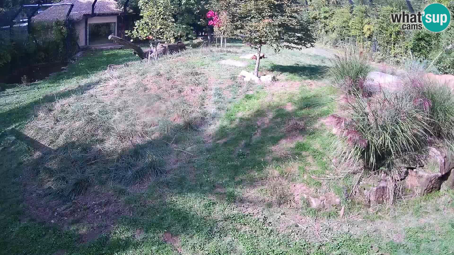 Live Ljubljana Zoo webcam Lion