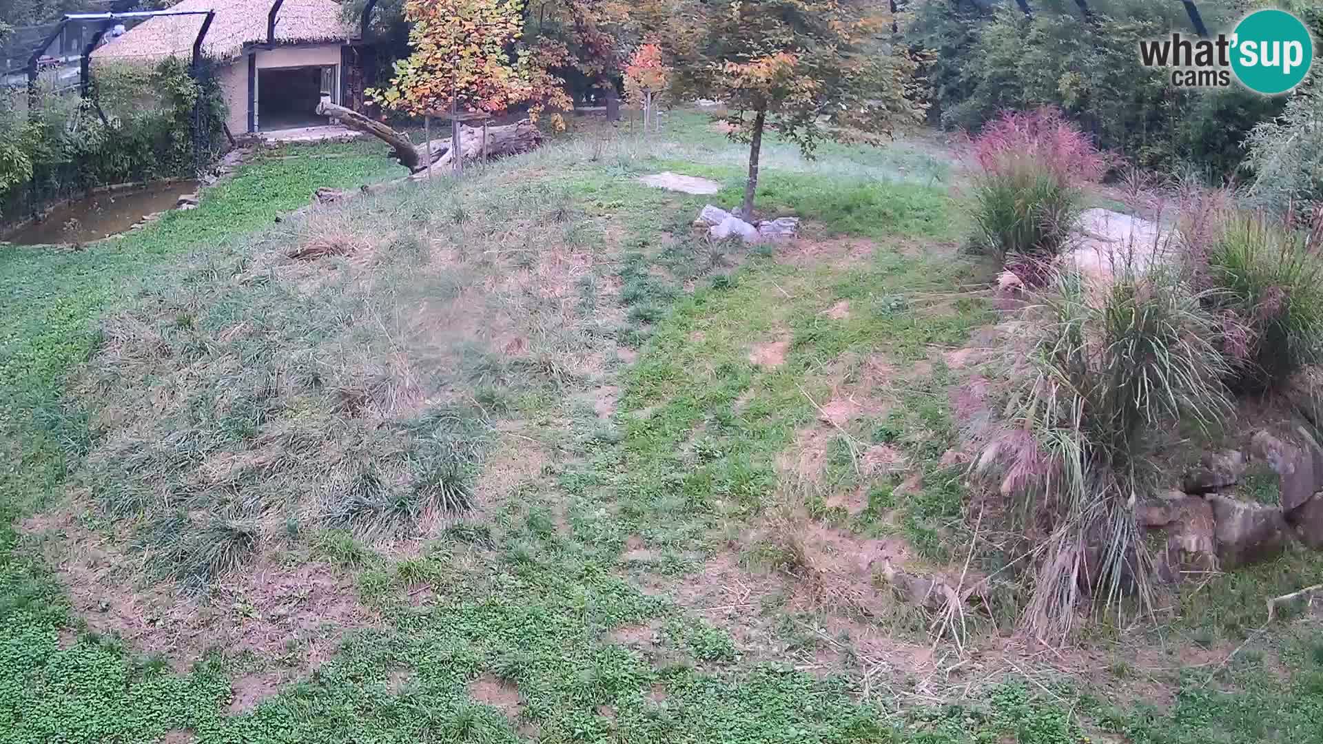 Live Ljubljana Zoo webcam Lion