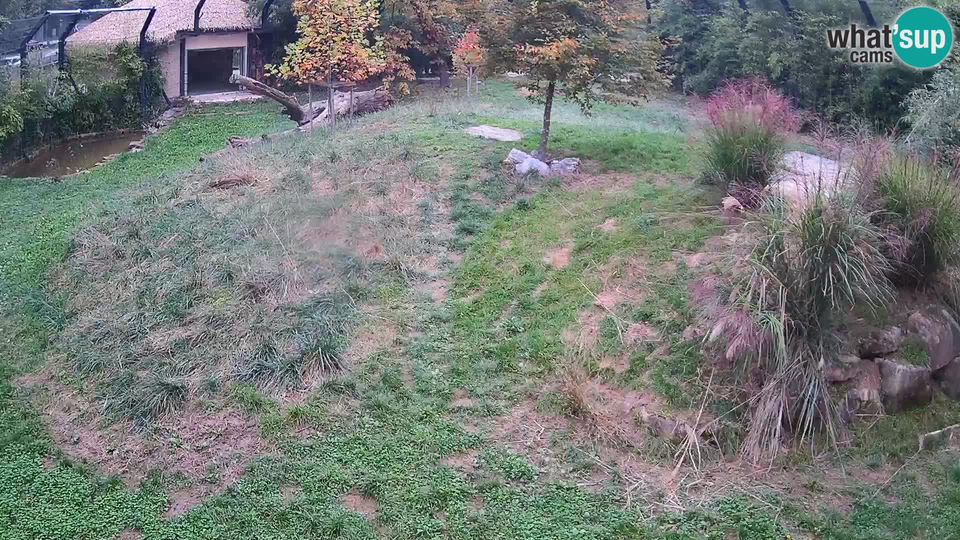 Živalski vrt Ljubljana kamera v živo Levi