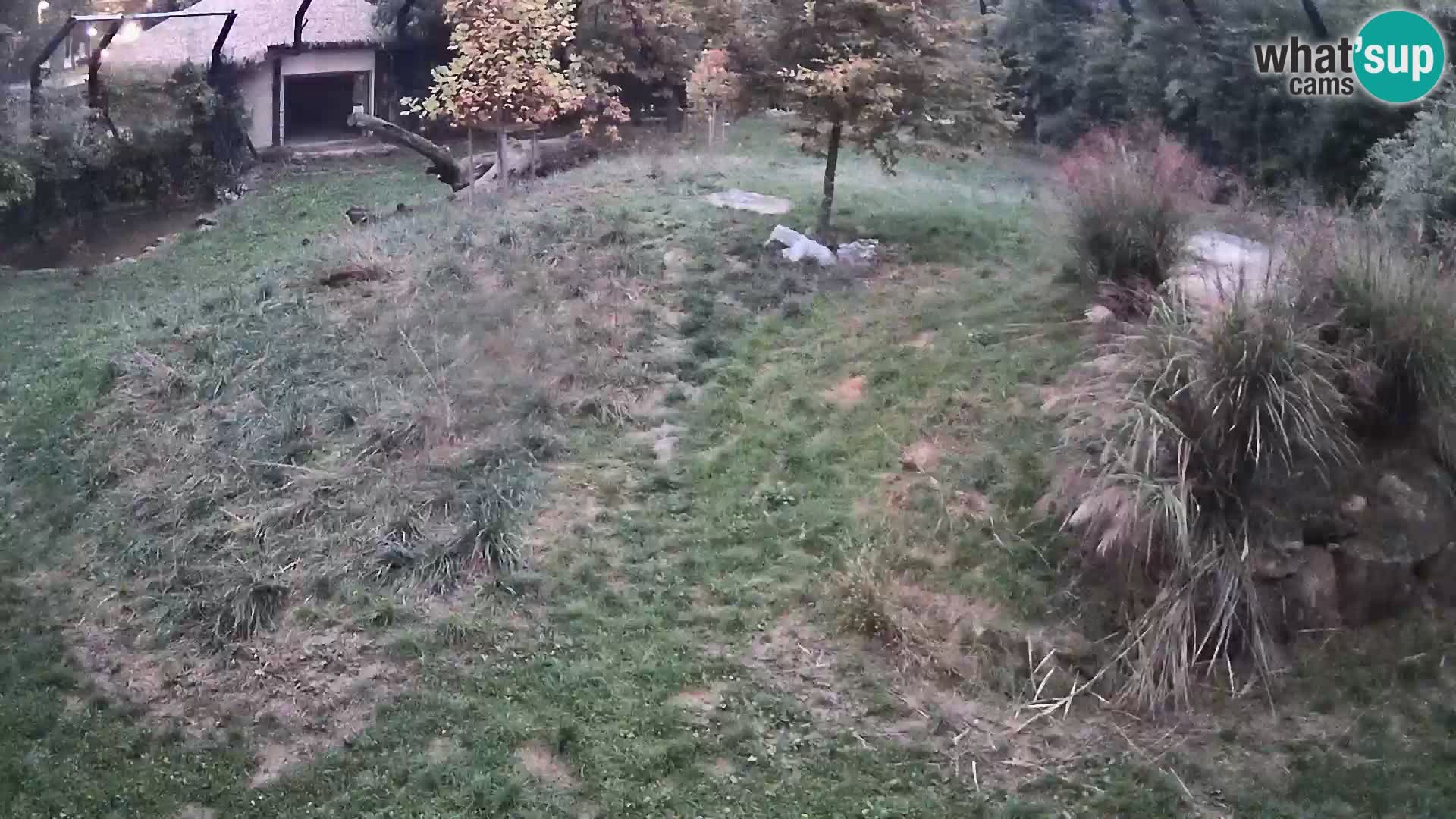 Zoo Ljubljana webcam Löwen