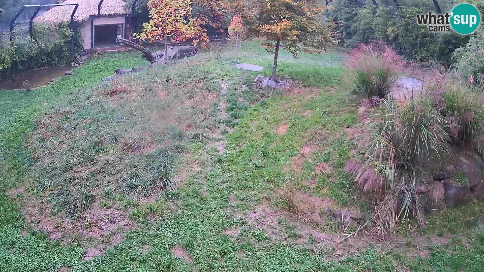 Live Ljubljana Zoo webcam Lion