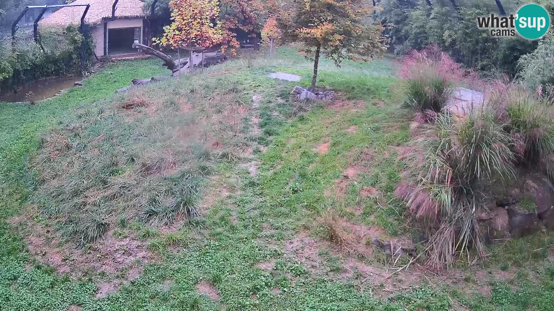 Zoo Ljubljana webcam Löwen