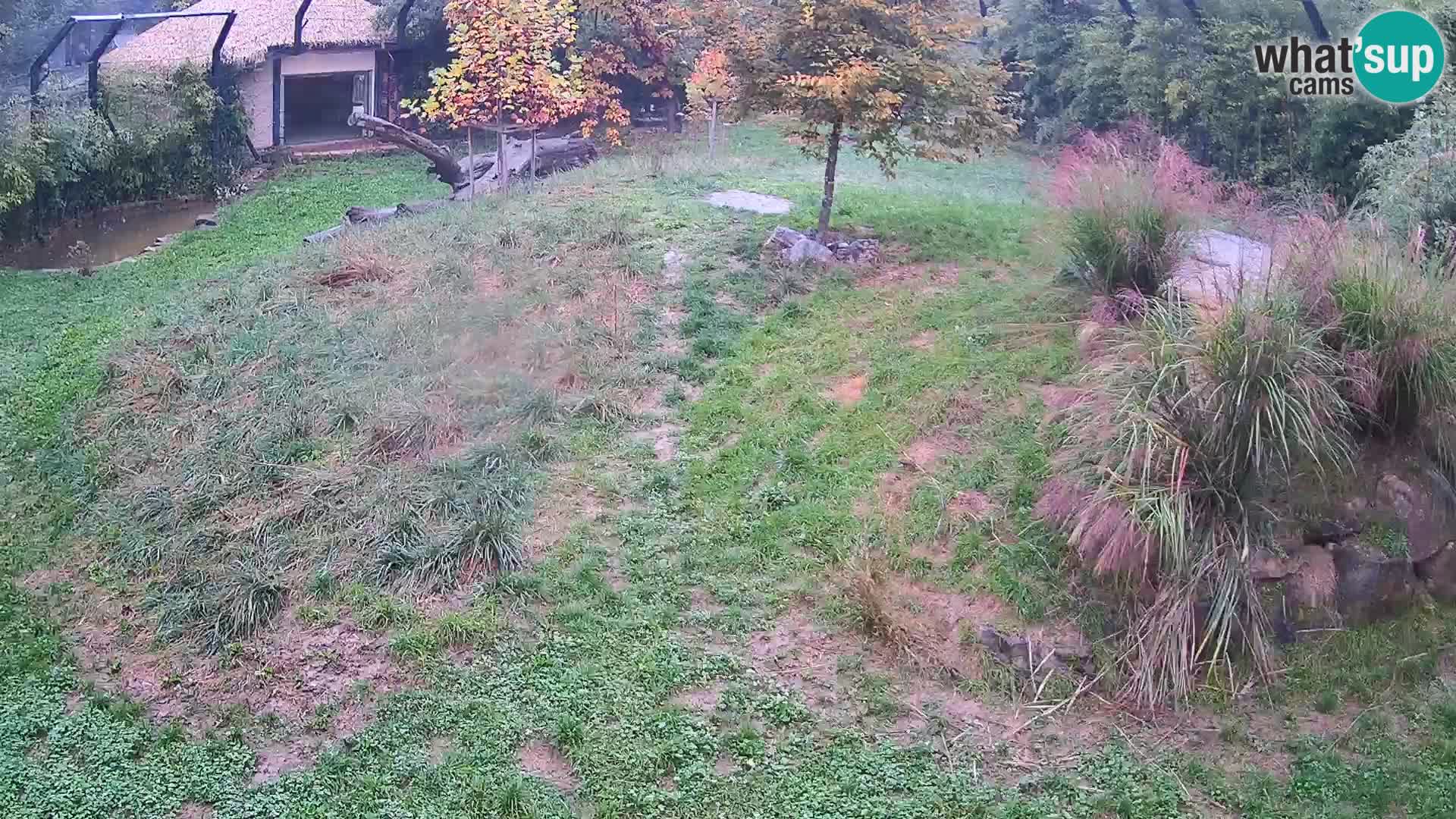 Live Ljubljana Zoo webcam Lion