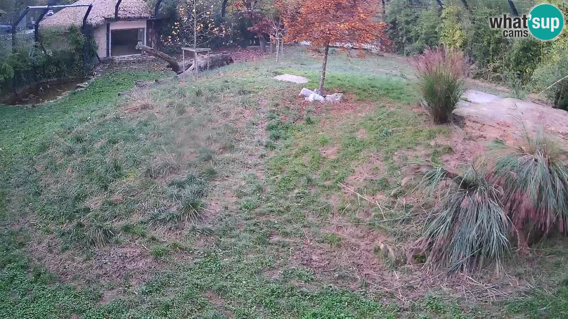 Zoo Lubiana live webcam Leoni