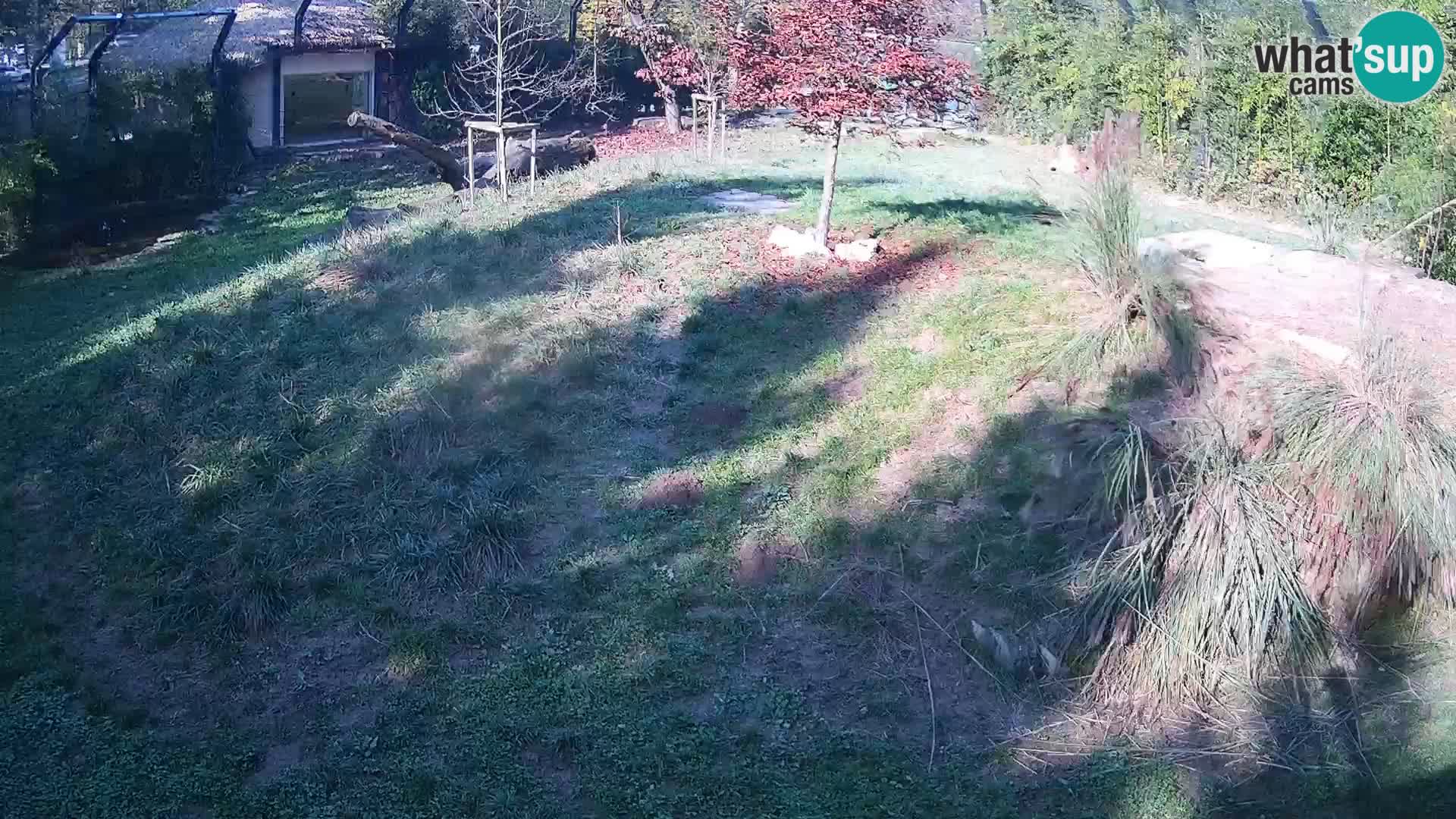 Zoo Ljubljana webcam Löwen