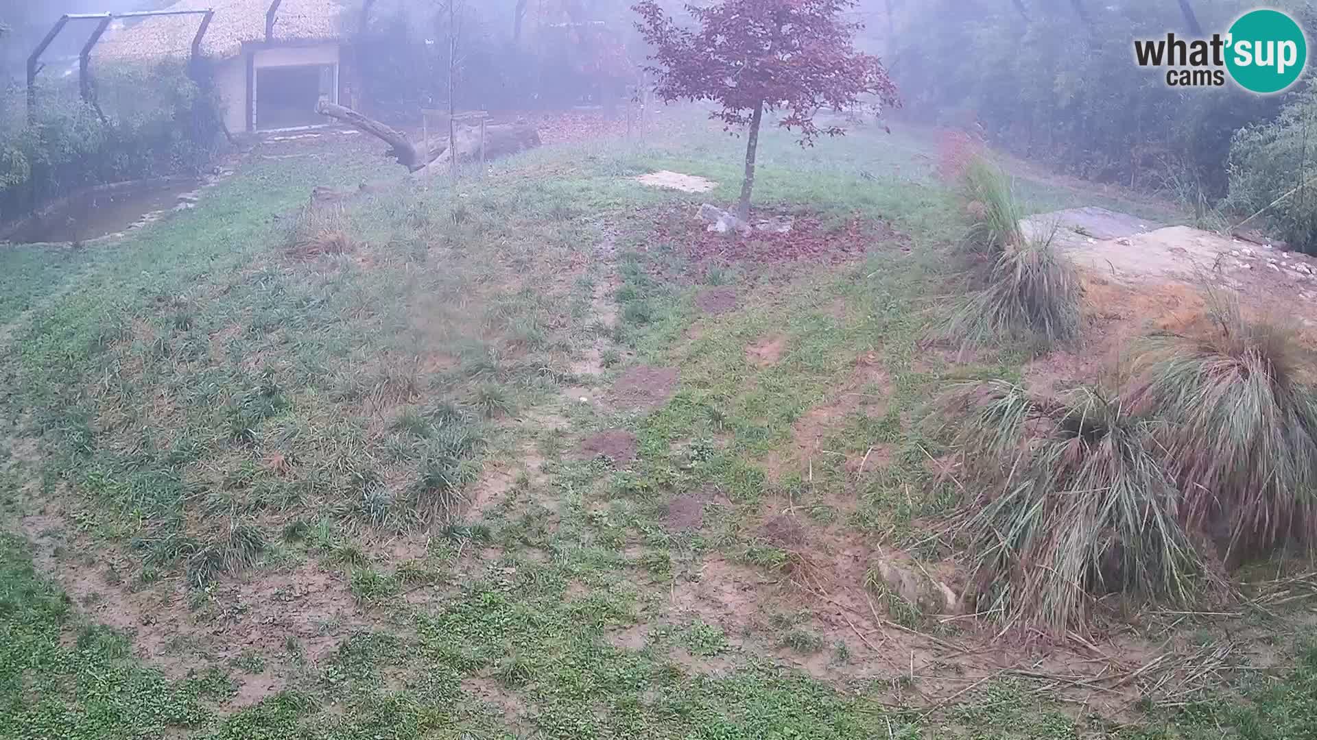 Zoo Ljubljana webcam Löwen