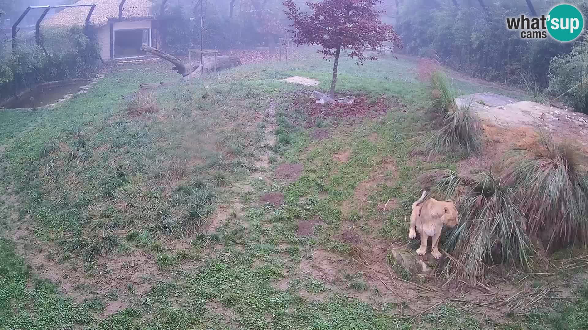 Zoo Ljubljana webcam Löwen