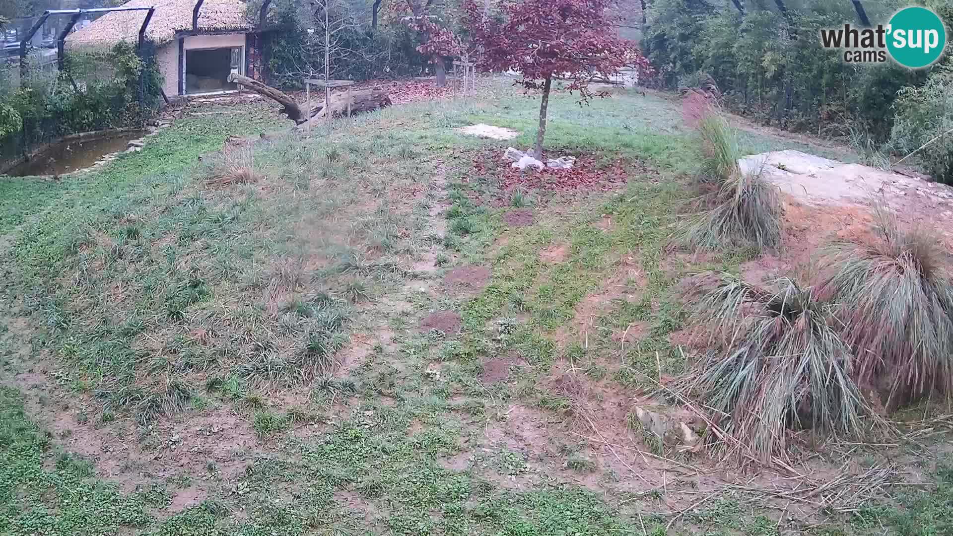 Ljubljana Zoo webcam Lion