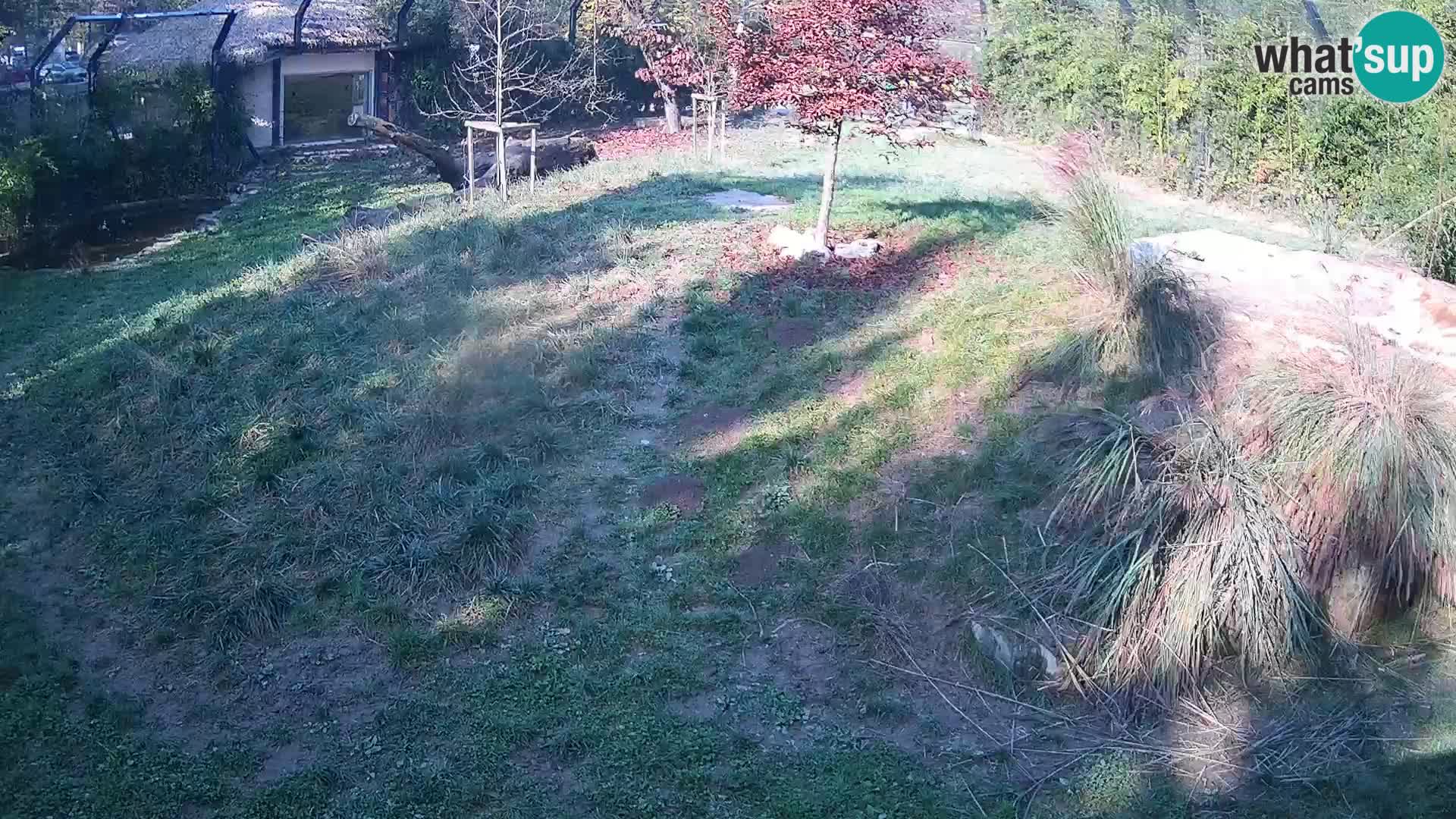 Ljubljana Zoo webcam Lion