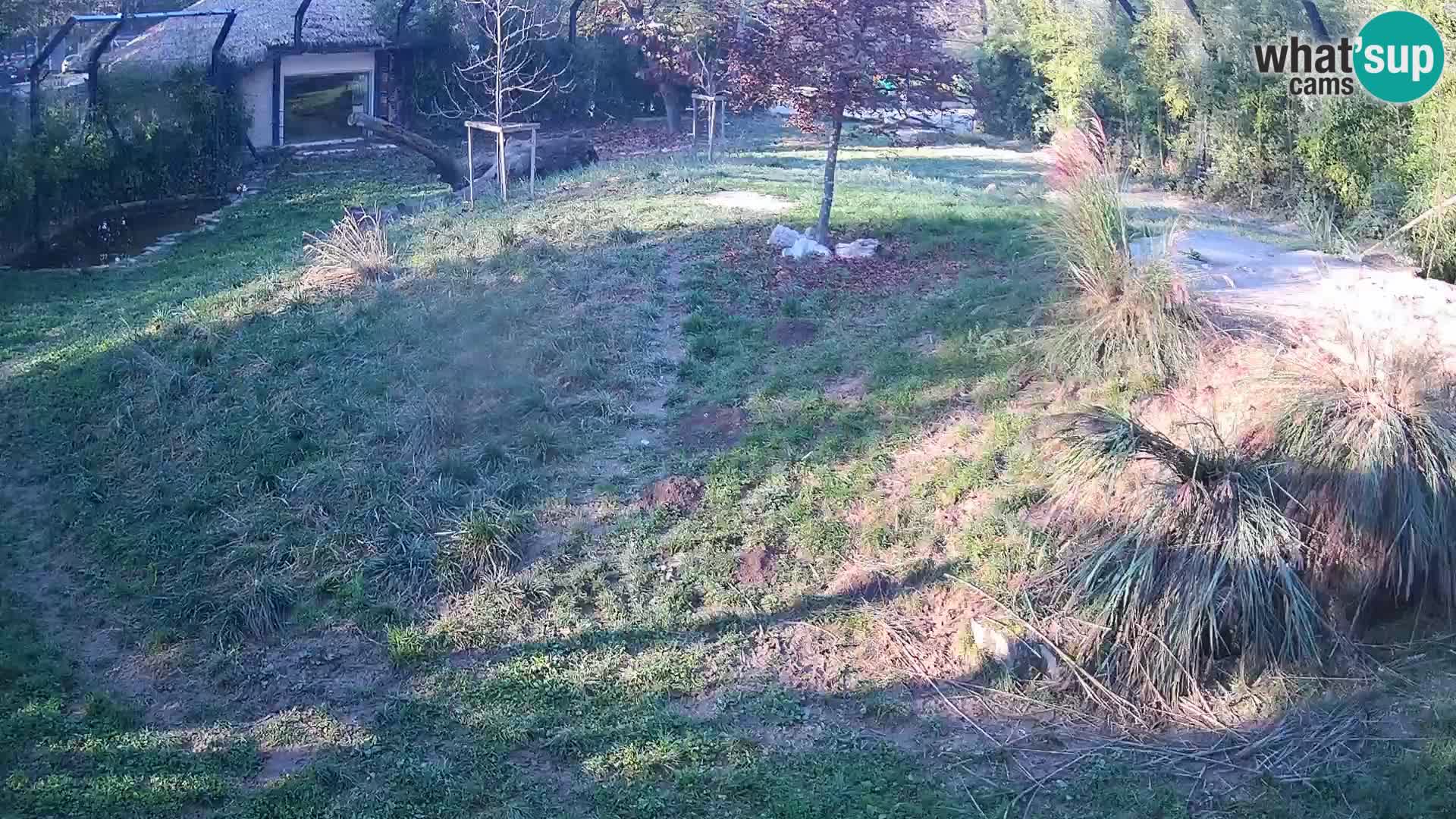 Zoo Ljubljana camera en vivo Leones