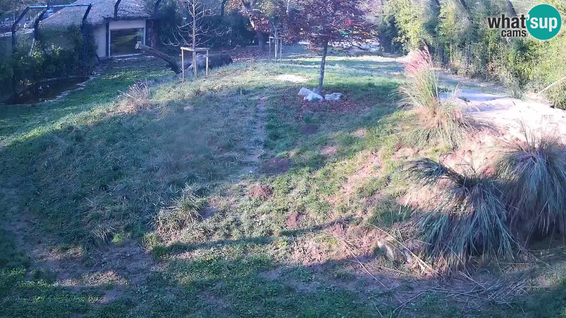 Ljubljana Zoo webcam Lion