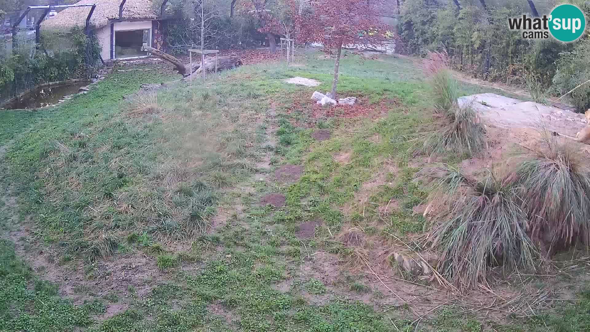 Zoo Ljubljana webcam Löwen