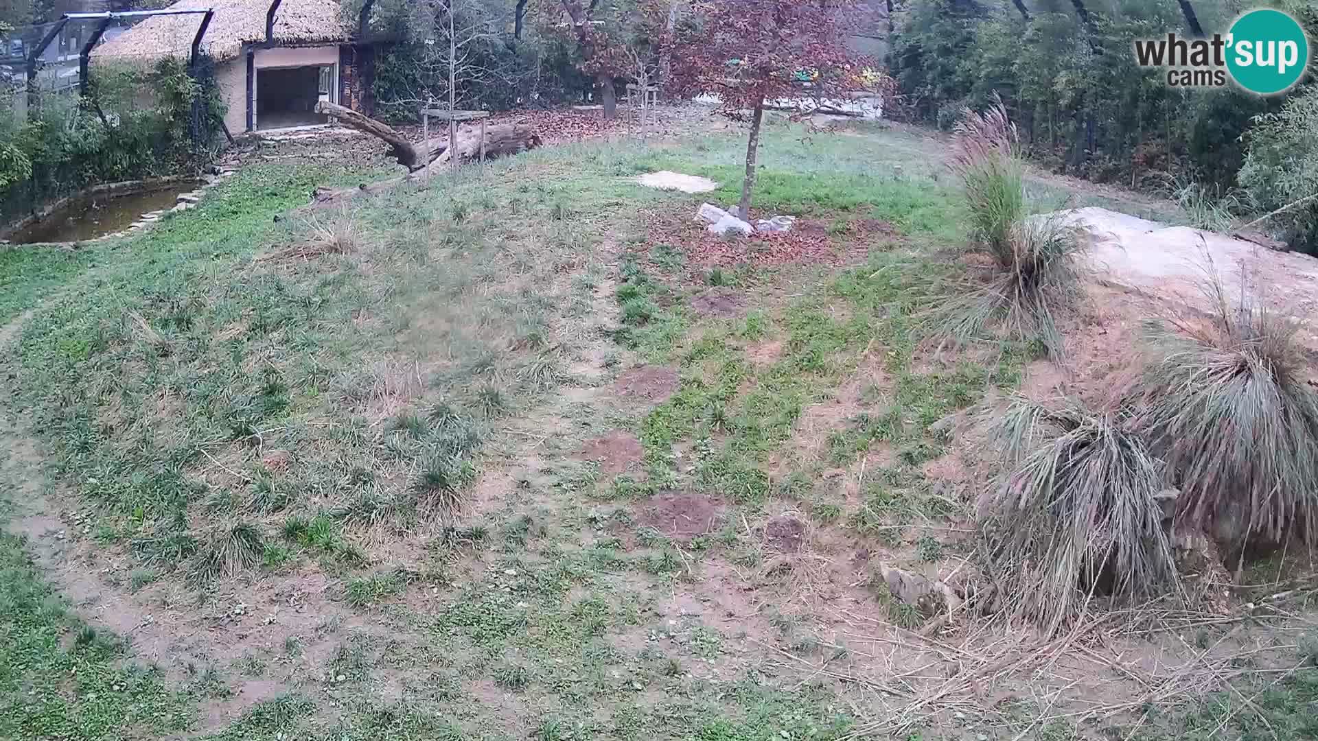 Zoo Ljubljana webcam Löwen