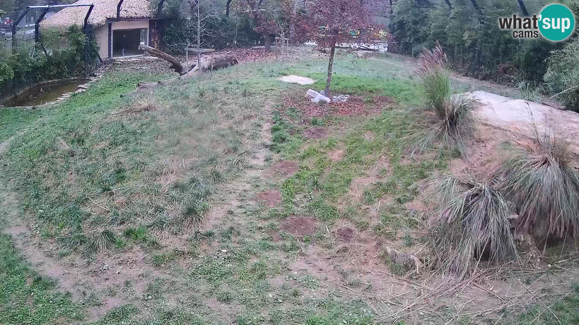 Zoo Ljubljana webcam Löwen